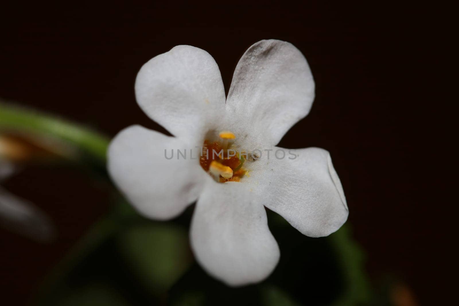 Flower blossoms sutera grandiflora family scrophulariaceae close up botanical background high quality big size prints home decoration