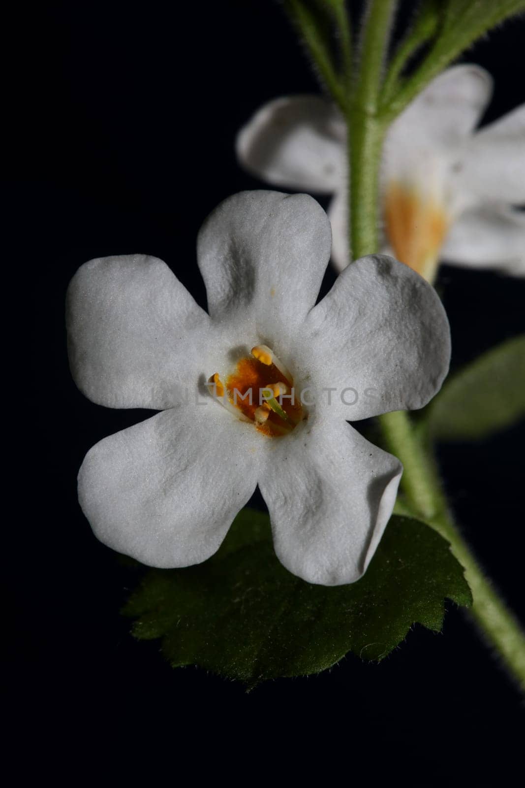 Flower blossoms sutera grandiflora family scrophulariaceae close up botanical background high quality big size prints home decoration