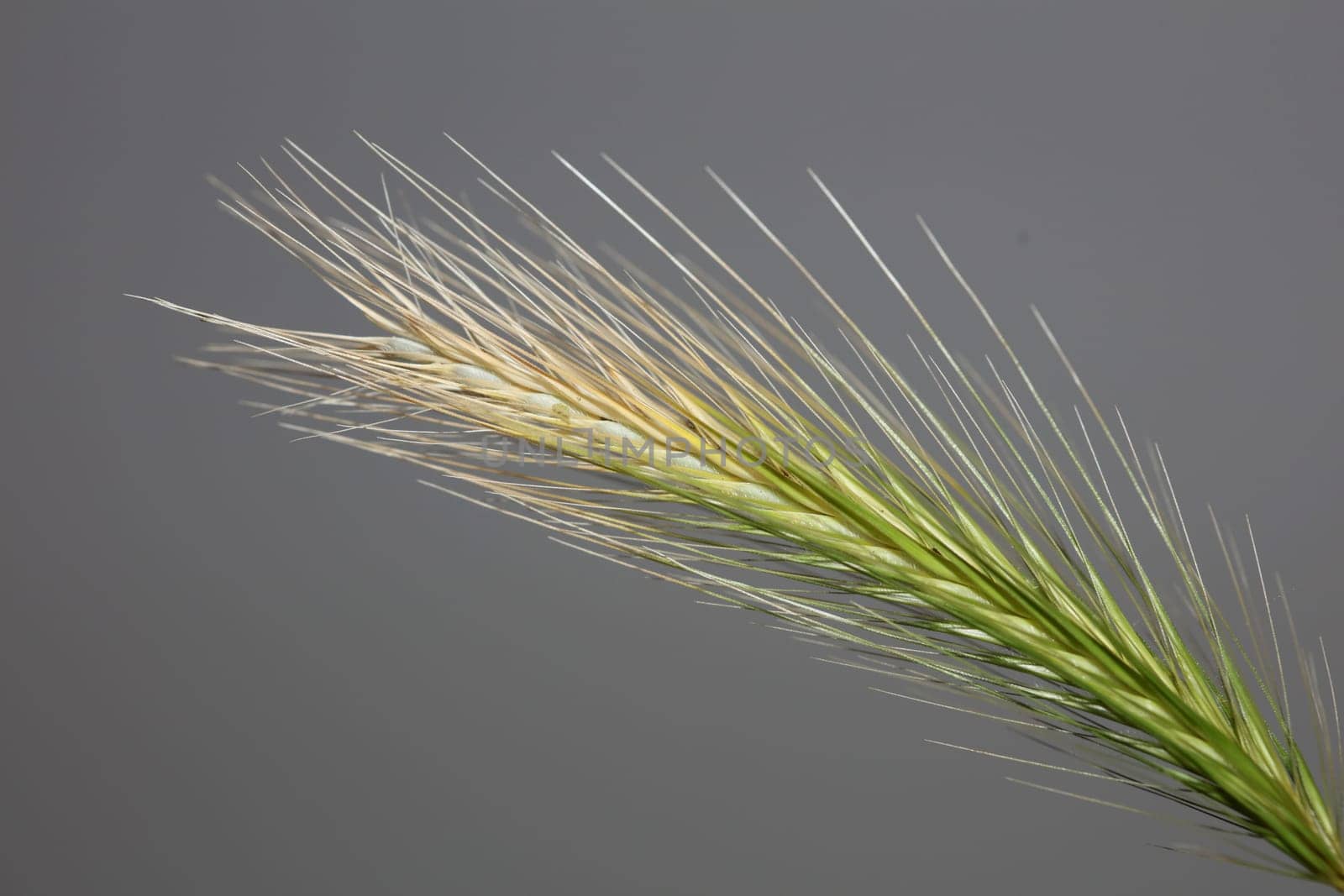 Flower blossom close up hordeum vulgare family poaceae botanical background modern high quality big size print home decoration