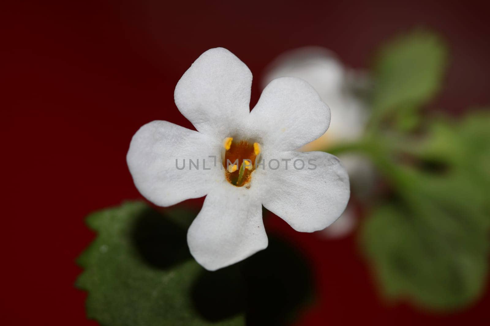 Flower blossoms sutera grandiflora family scrophulariaceae close up botanical background high quality big size prints home decoration