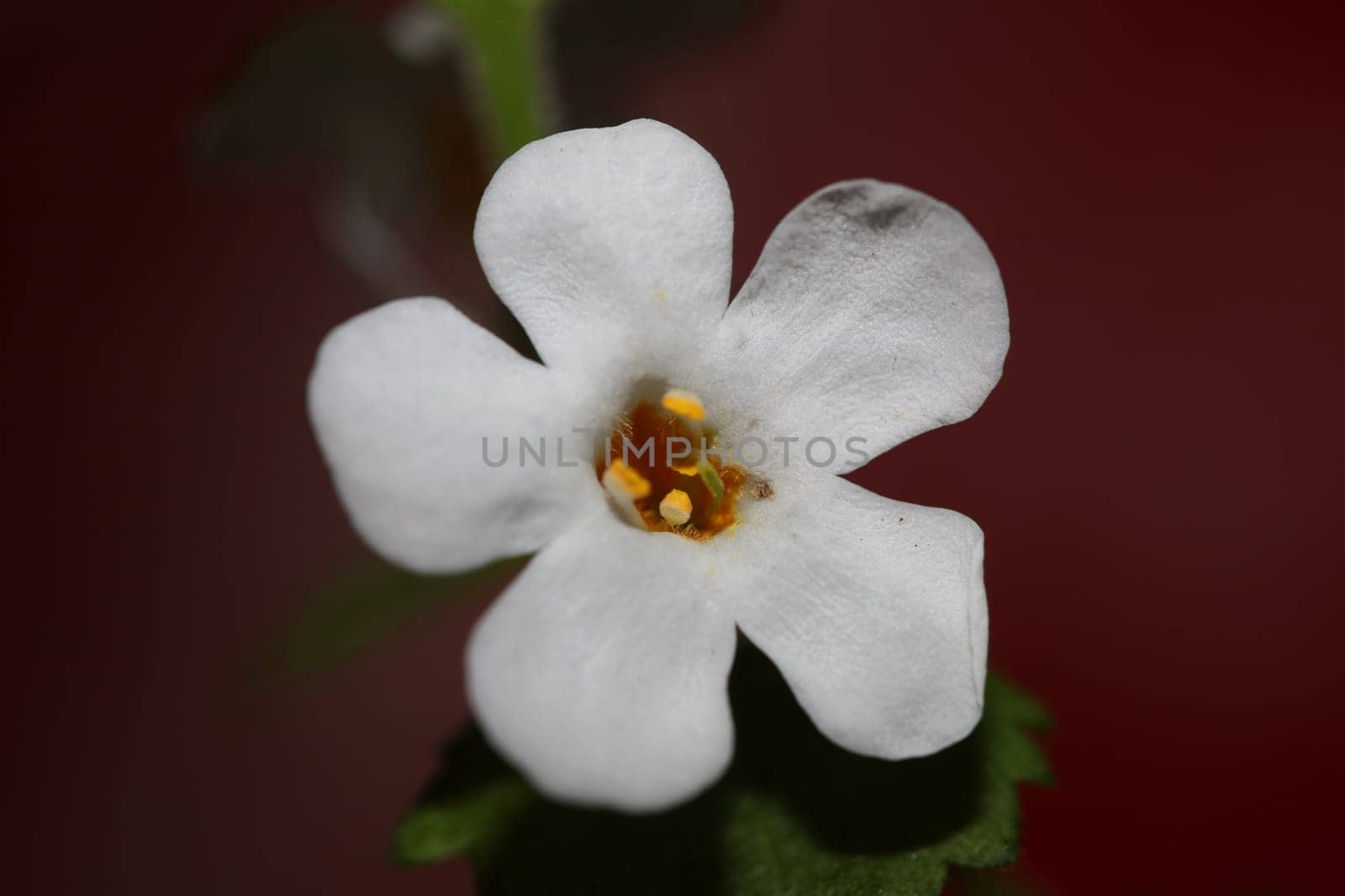 Flower blossoms sutera grandiflora family scrophulariaceae close up botanical background high quality big size prints home decoration