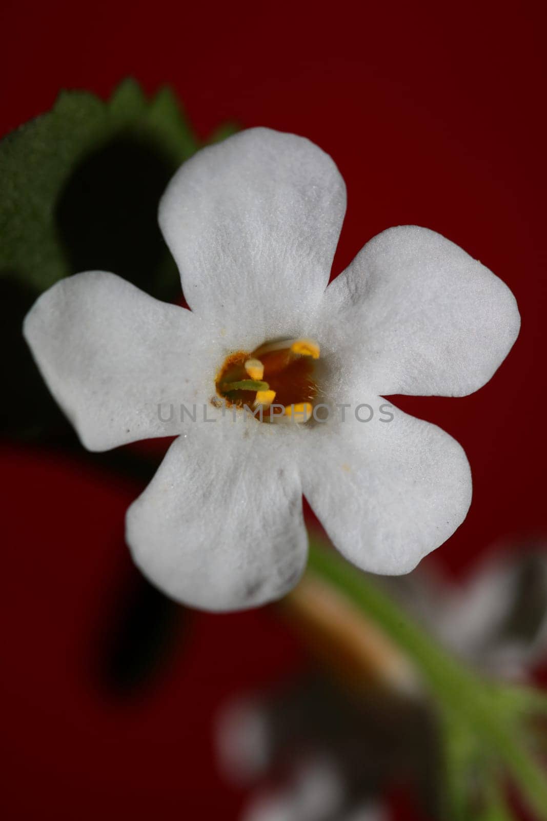 Flower blossoms sutera grandiflora family scrophulariaceae close up botanical background high quality big size prints home decoration