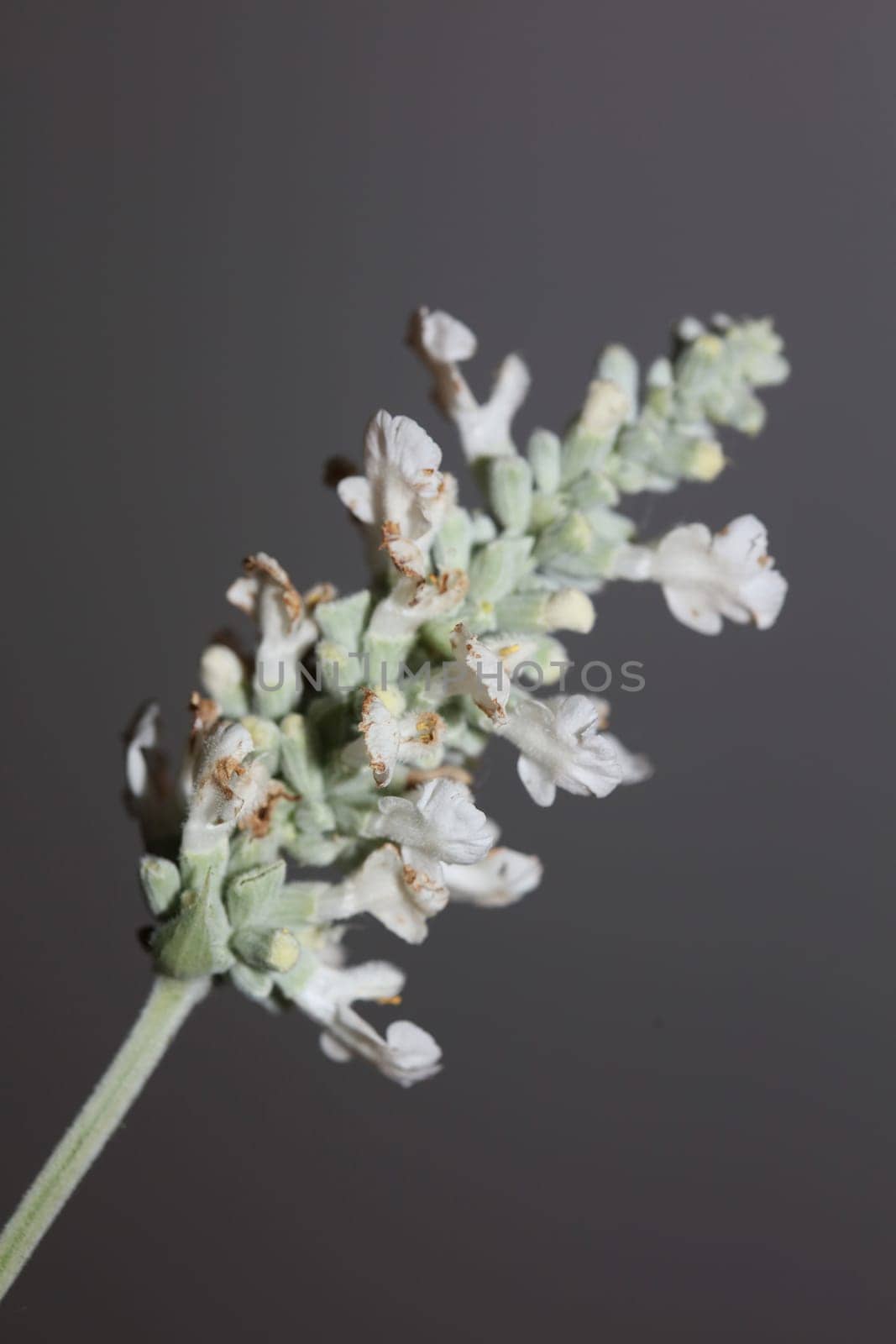 White flower blossoms salvia divinorum family lamiaceae close up botanical background high quality big size print home decor agricultural psychoactive nature