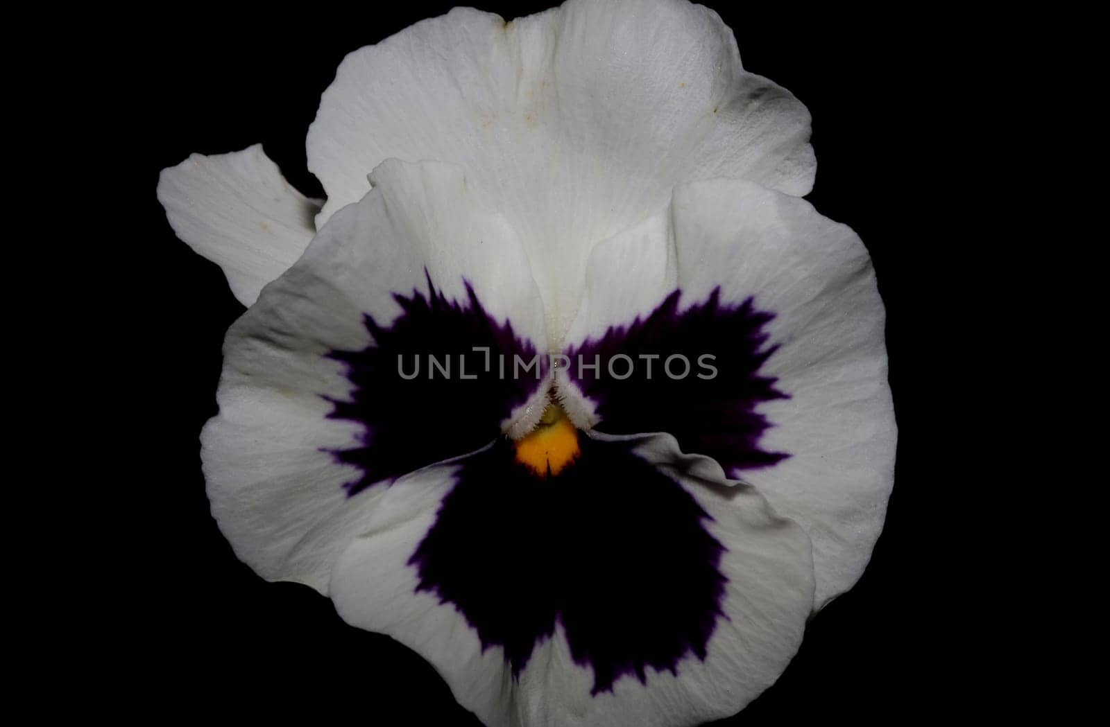 Fower blossom close up botanical background pansy family violaceae big size high quality print