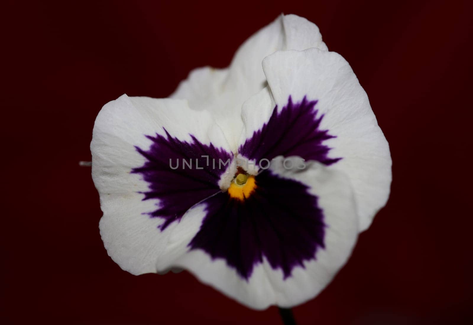Fower blossom close up botanical background pansy family violaceae big size high quality print