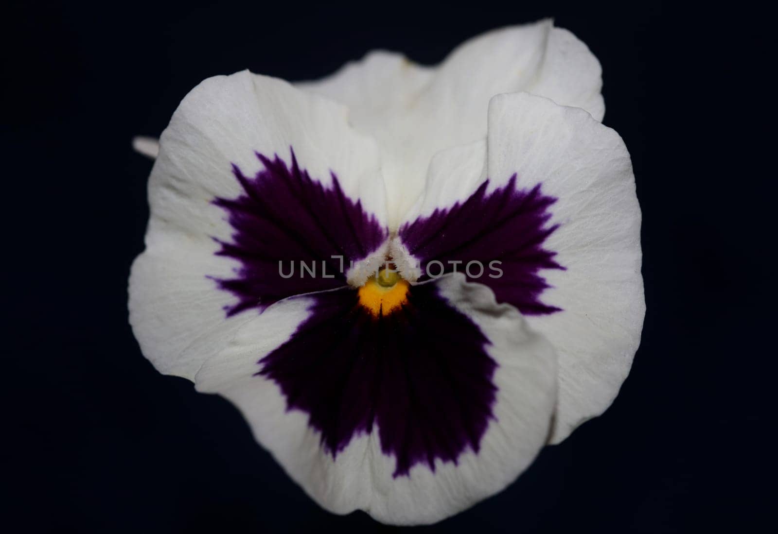 Fower blossom close up botanical background pansy family violaceae big size high quality print