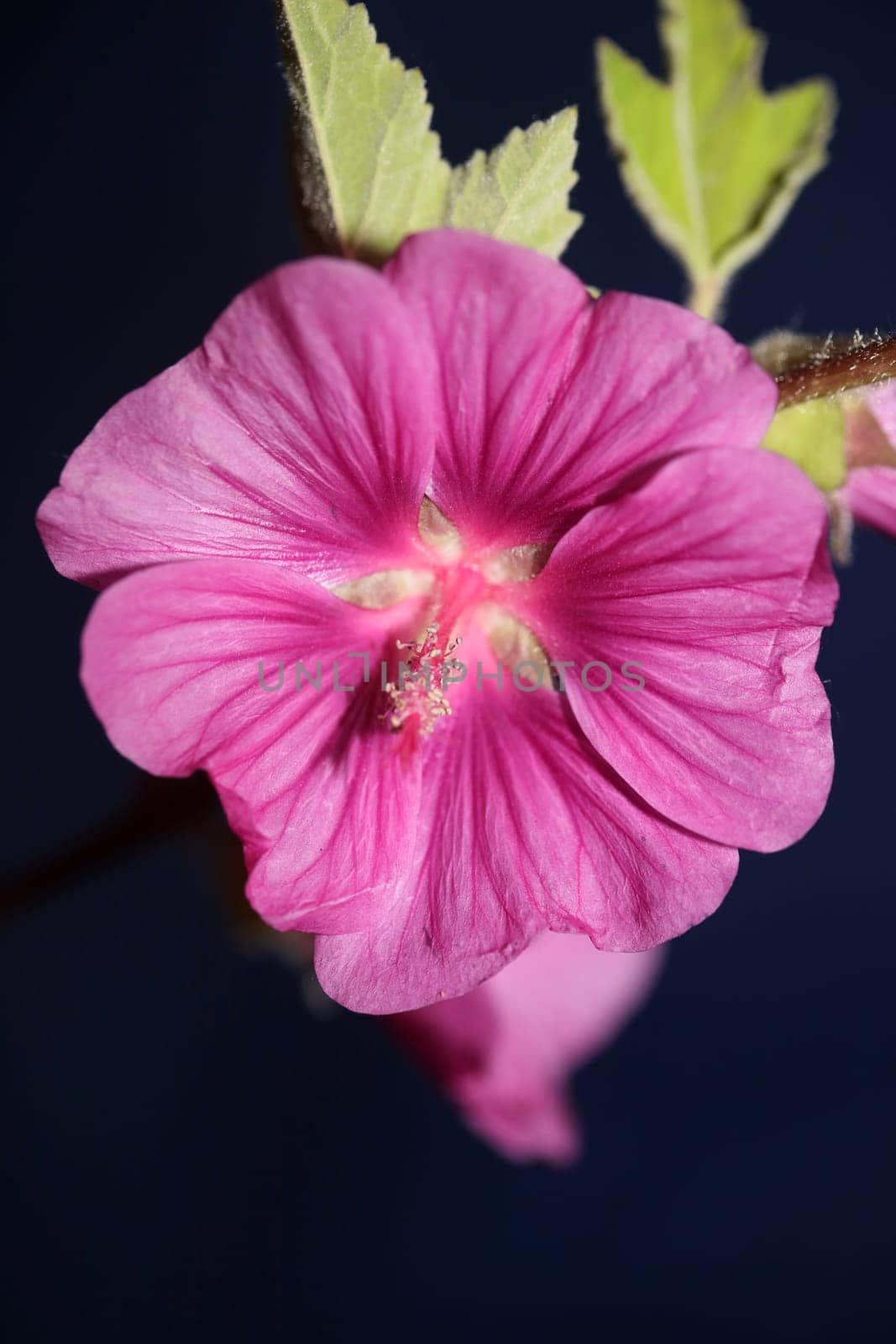 Purple wild flower blossom close up malva arborea family malvaceae modern botanical background high quality big size prints