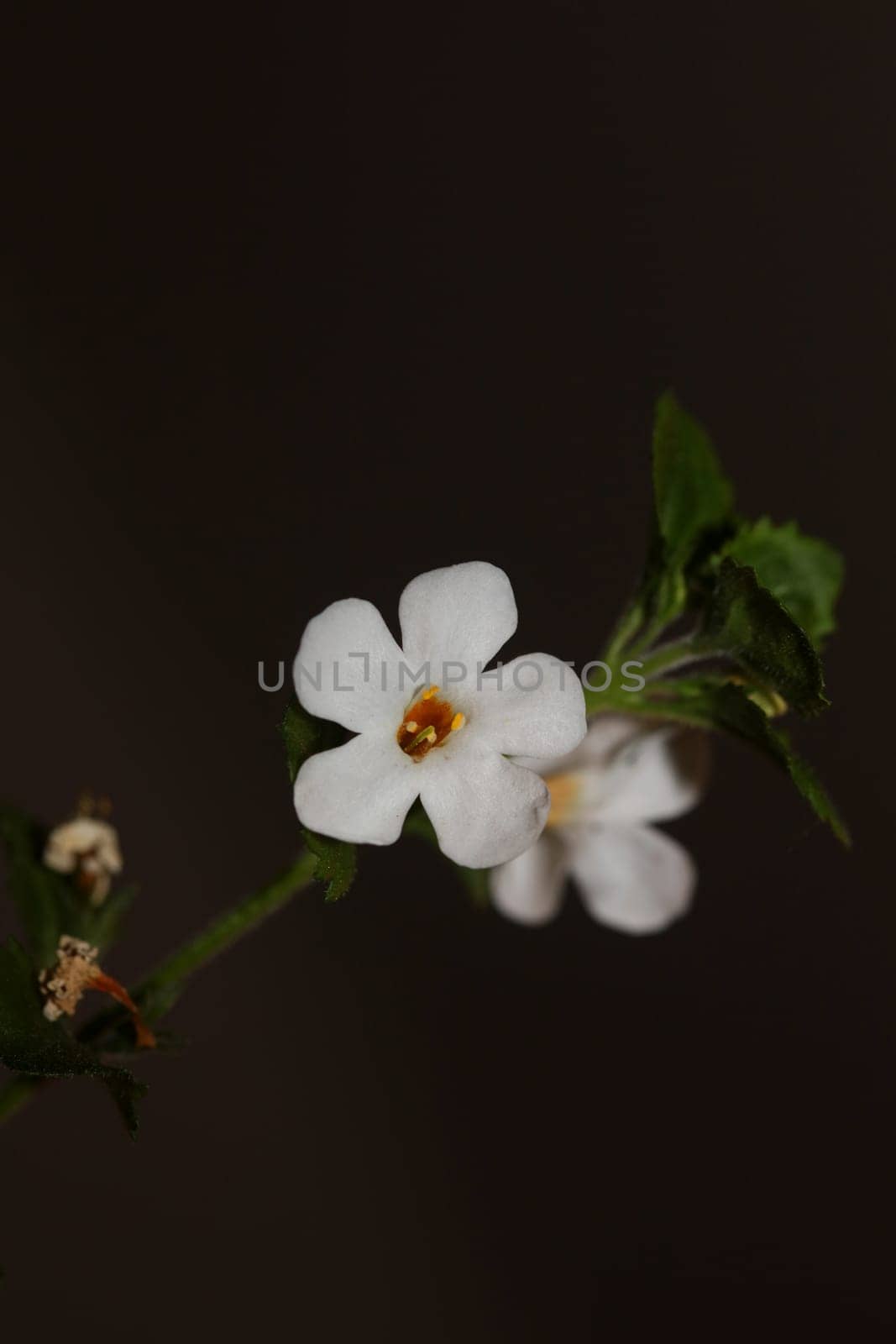 Flower blossoms sutera grandiflora family scrophulariaceae close up botanical background high quality big size prints home decoration