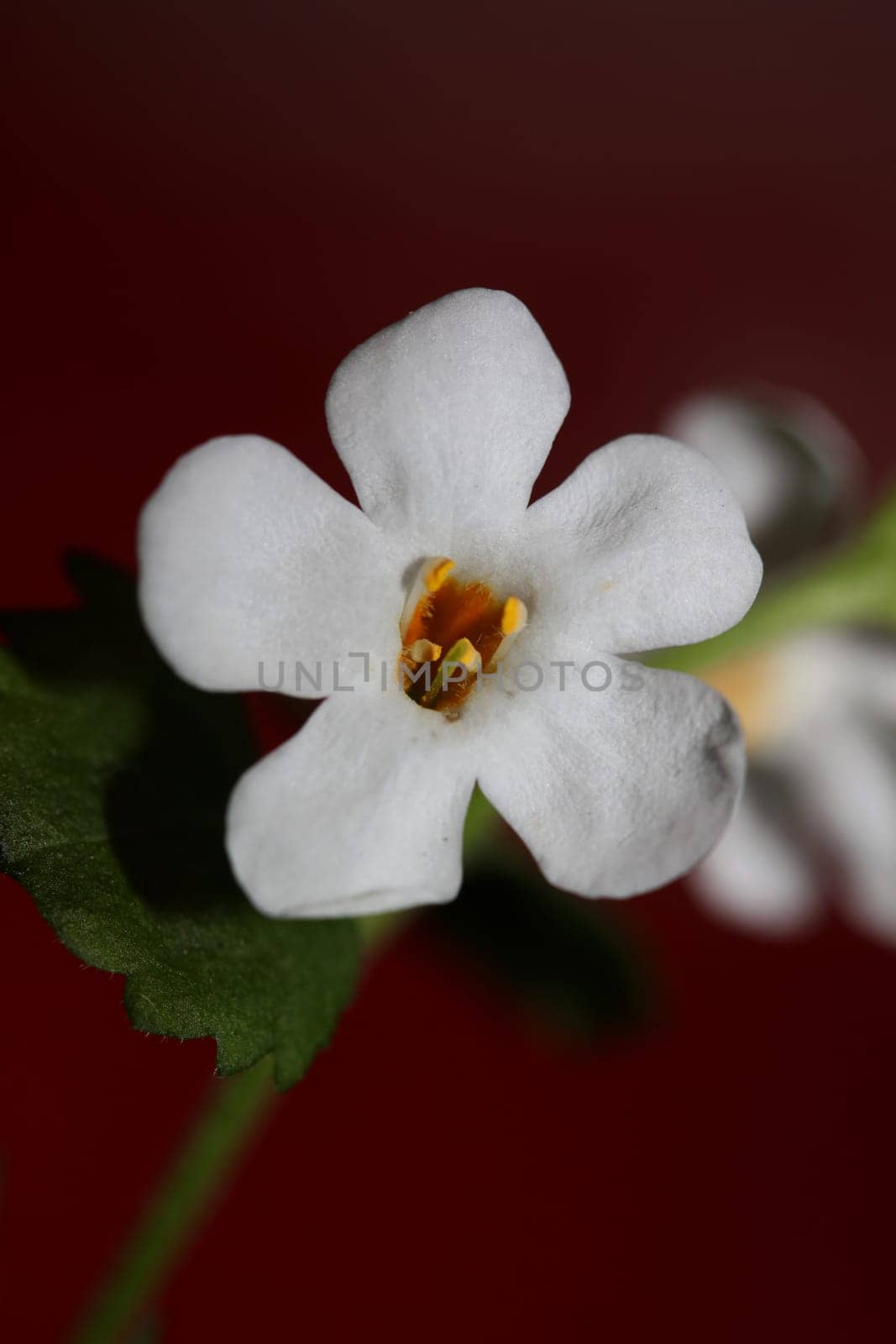 Flower blossoms sutera grandiflora family scrophulariaceae close up botanical background high quality big size prints home decoration