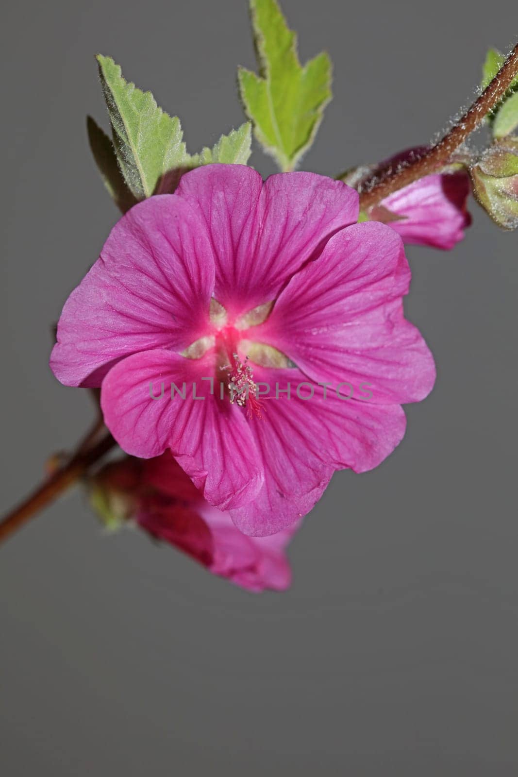 Purple wild flower blossom close up malva arborea family malvaceae modern botanical background high quality big size prints