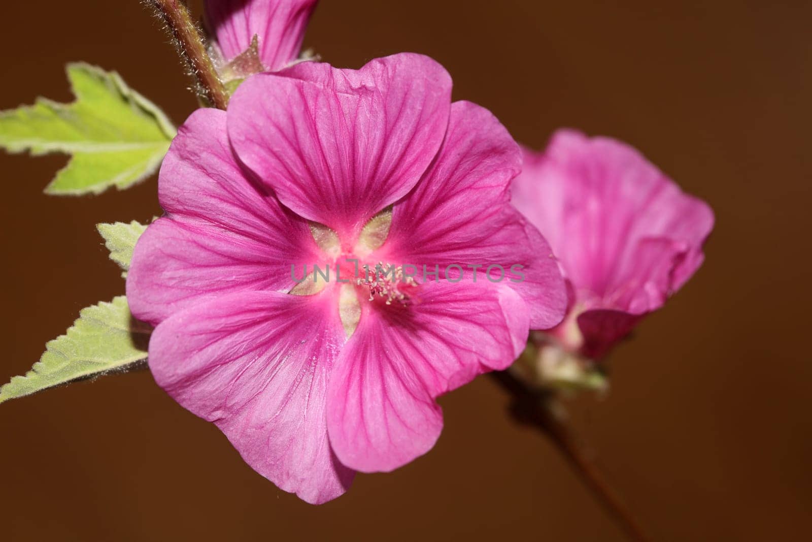 Purple wild flower blossom close up malva arborea family malvaceae modern botanical background high quality big size prints