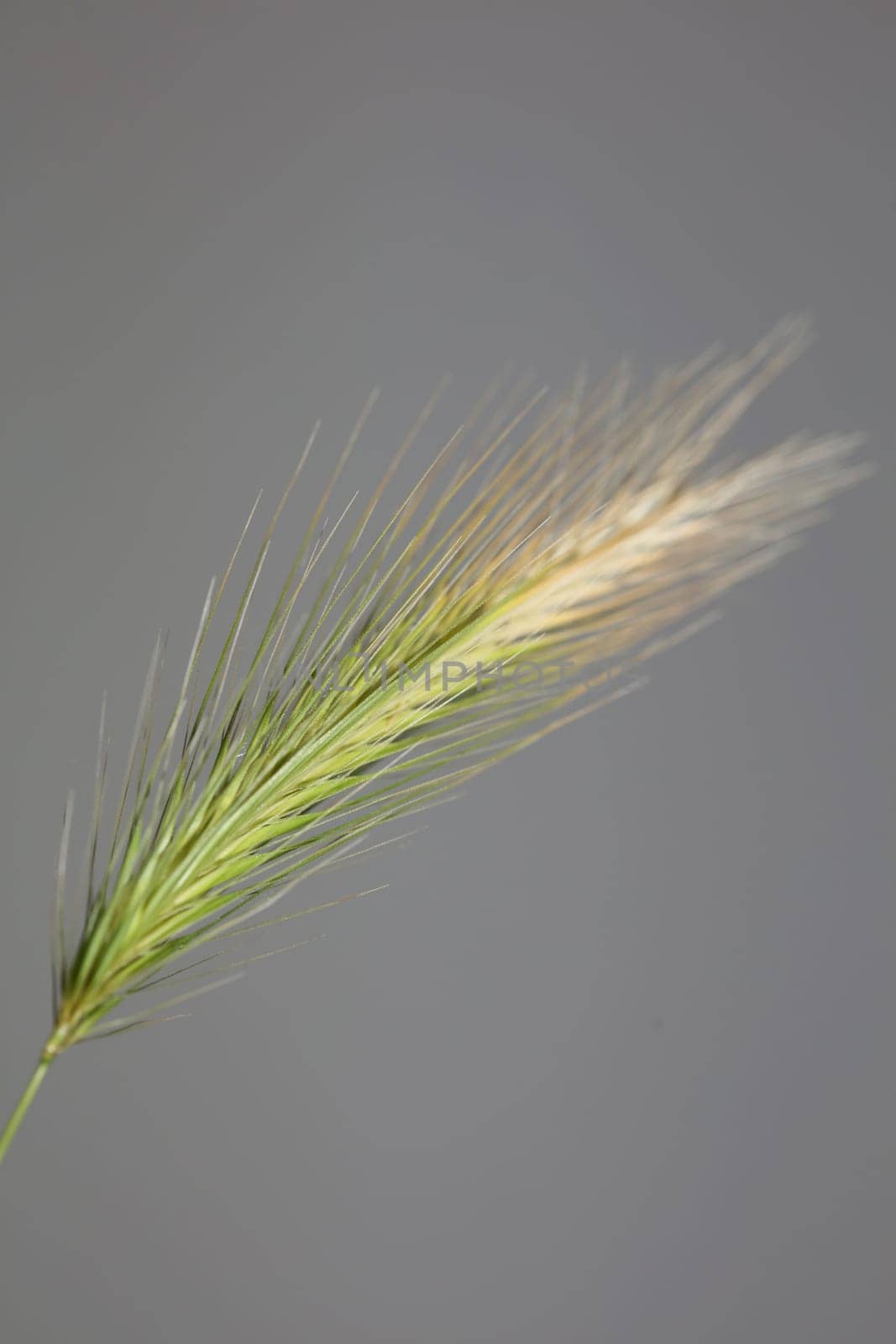 Flower blossom close up hordeum vulgare family poaceae botanical background modern high quality big size print home decoration