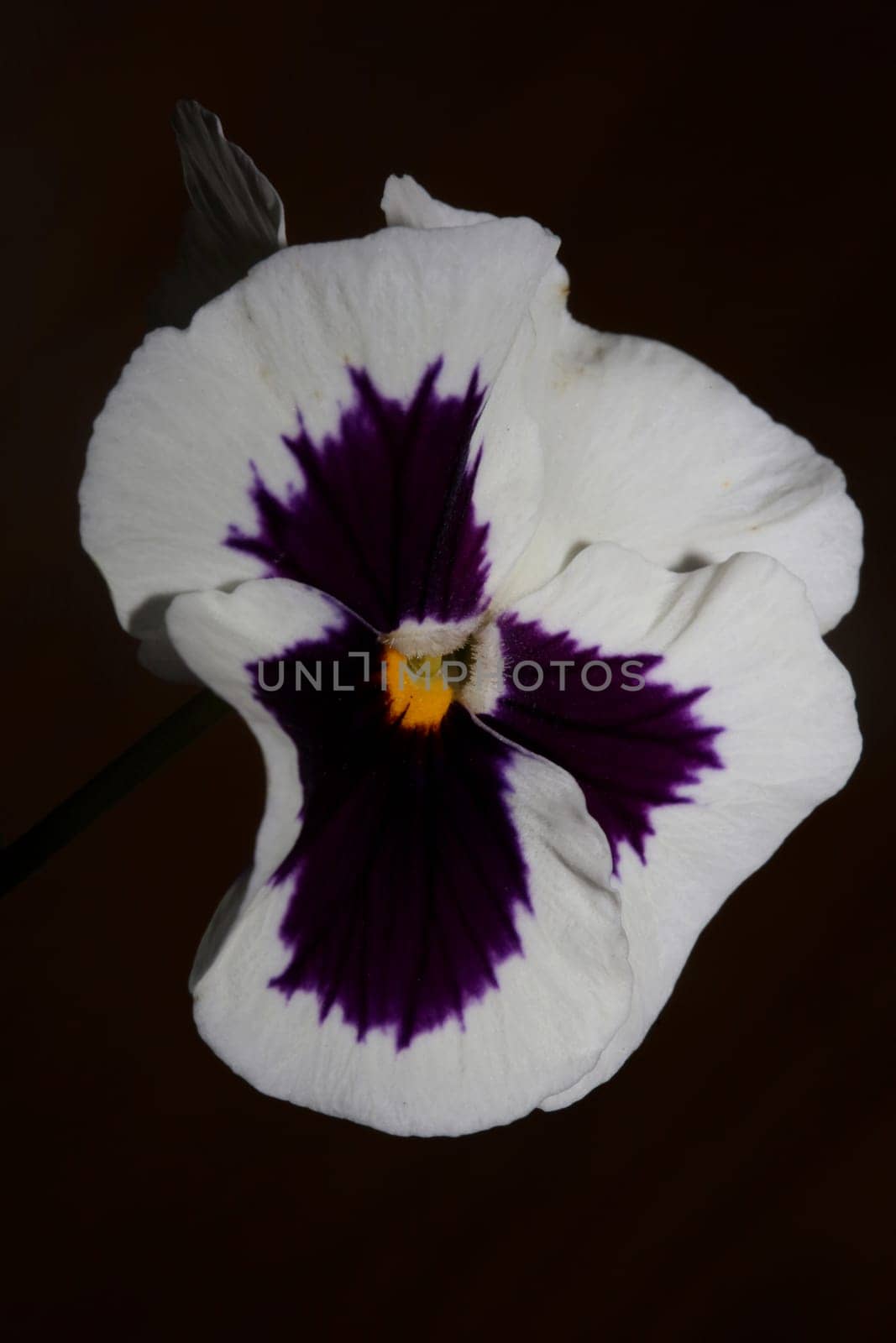 Fower blossom close up botanical background pansy family violaceae big size high quality print