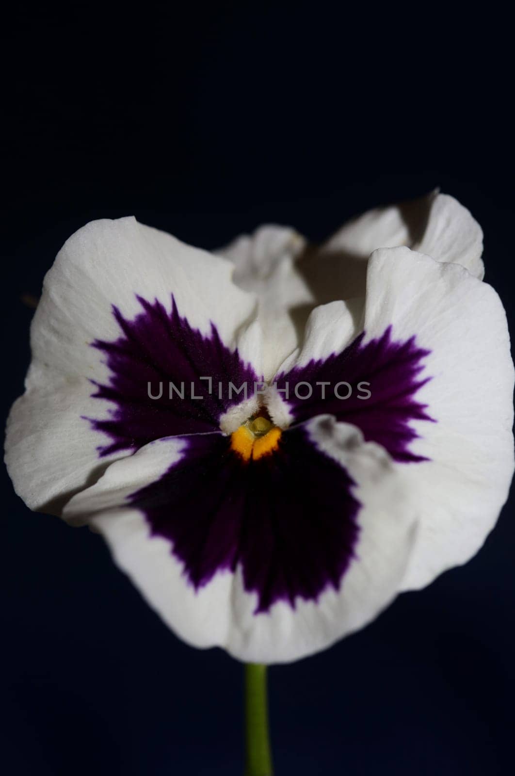 Fower blossom close up botanical background pansy family violaceae big size high quality print