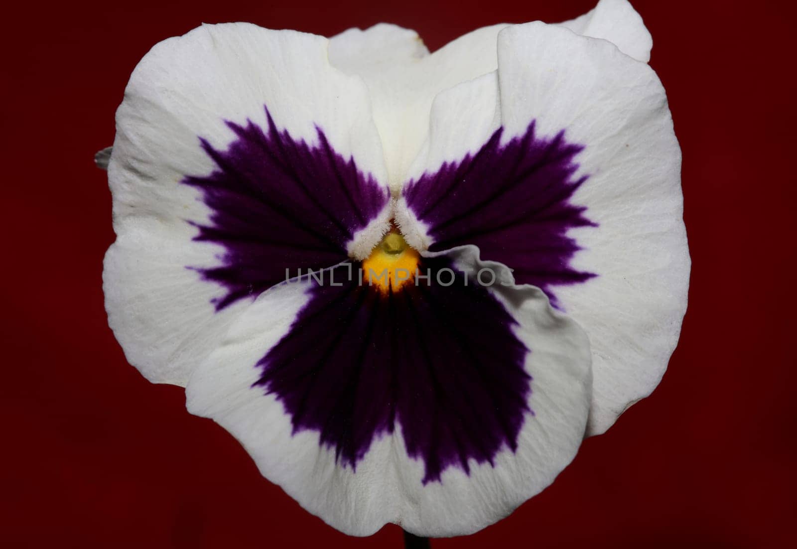 Fower blossom close up botanical background pansy family violaceae big size high quality print
