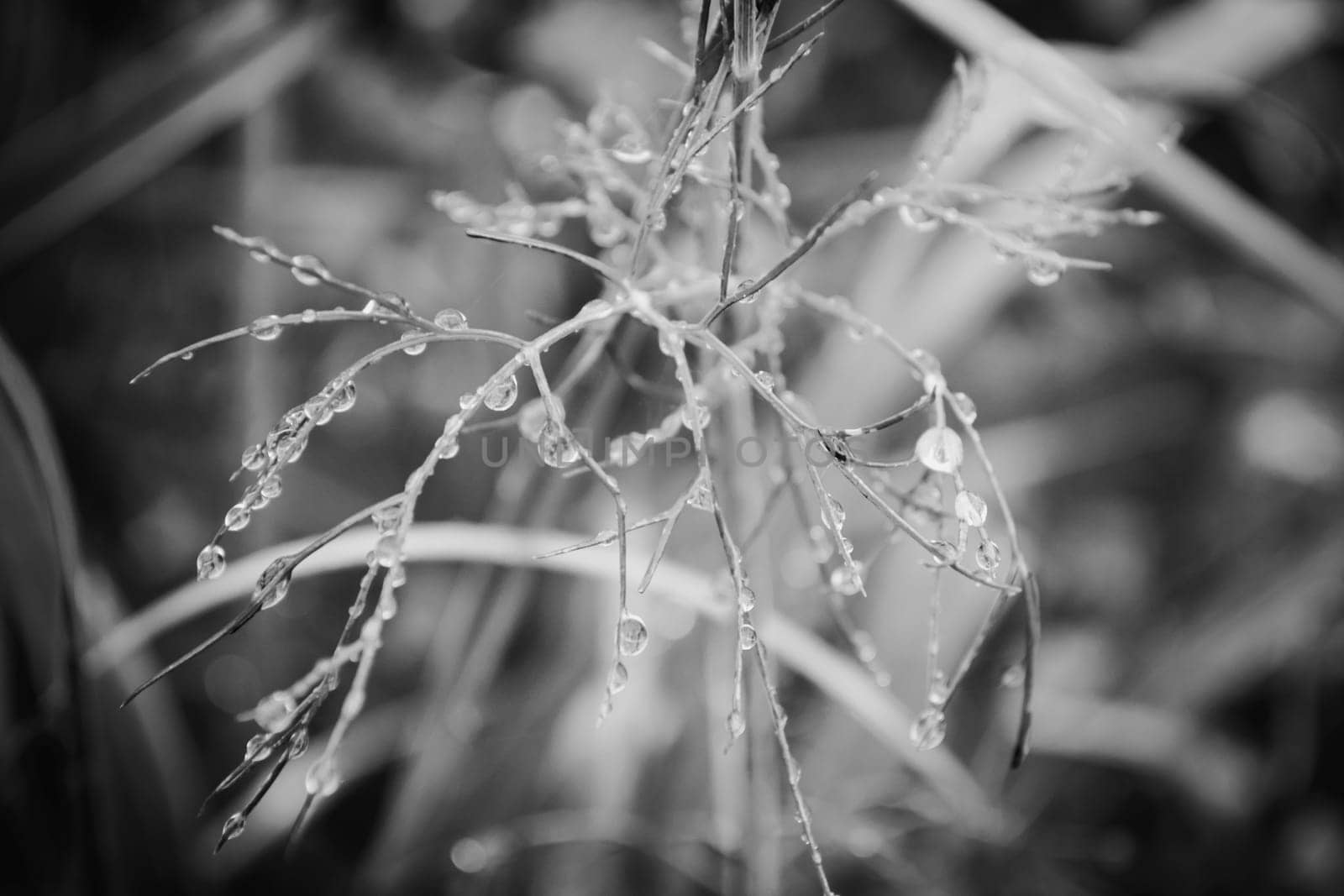 Macro dew drops on grass, black and white, drops on grass after rain