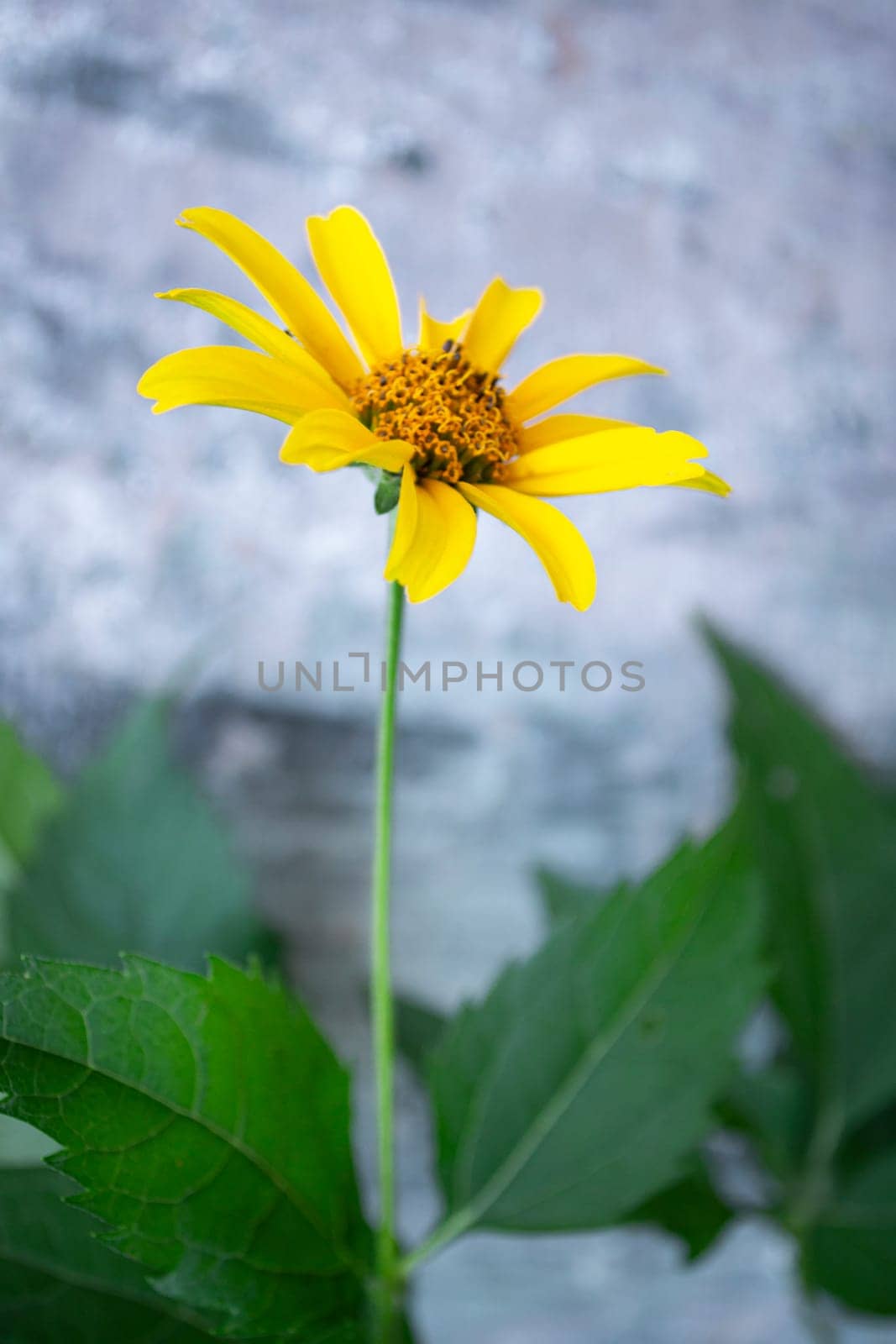 Close up of beautiful yellow chamomile flower. Spring or joy concept. Vertical image