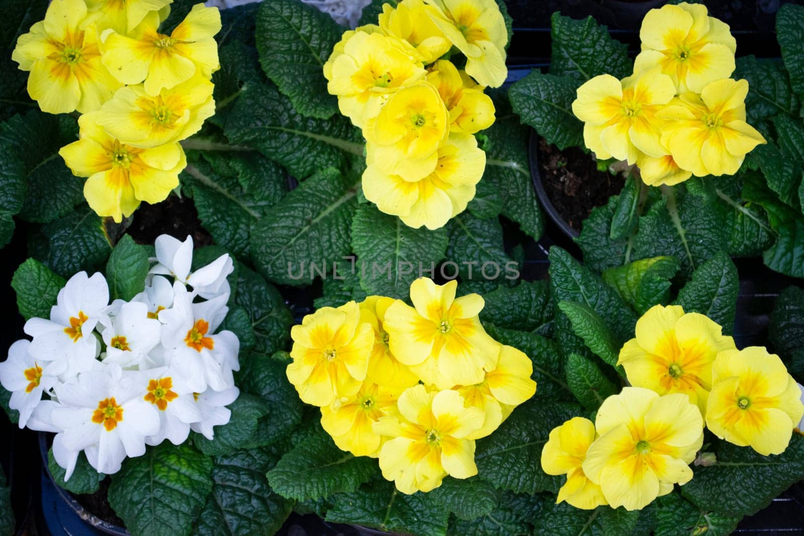 Set of yellow primrose primula vulgaris blossom. Country garden primula flowers, top view. Vivid flowerscape flat lay. Primula primrose yellow and white flowers