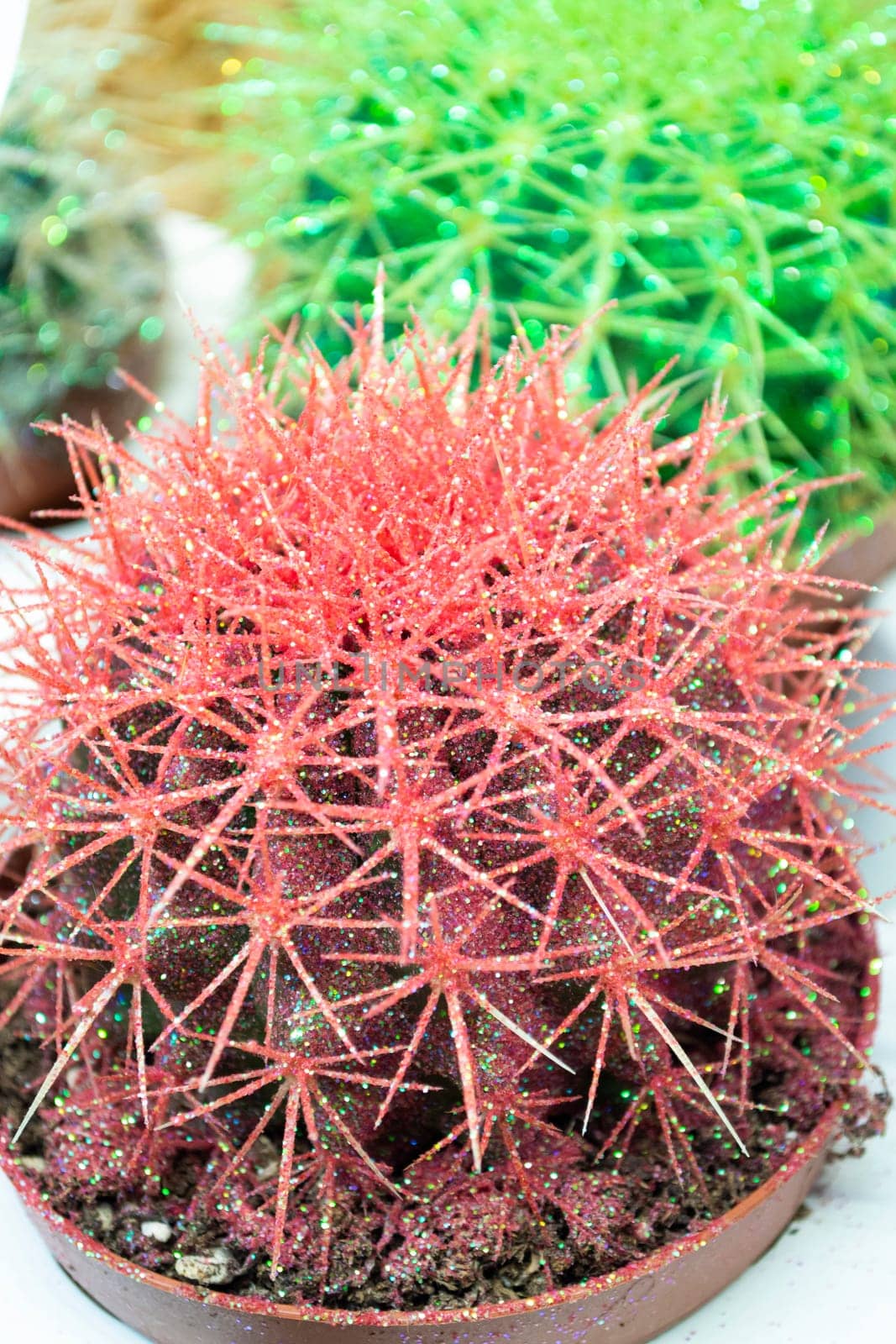 Colored cacti in flower pots. Abstract creative cactus background. Plants for home decoration concept. Red cactus, vertical image
