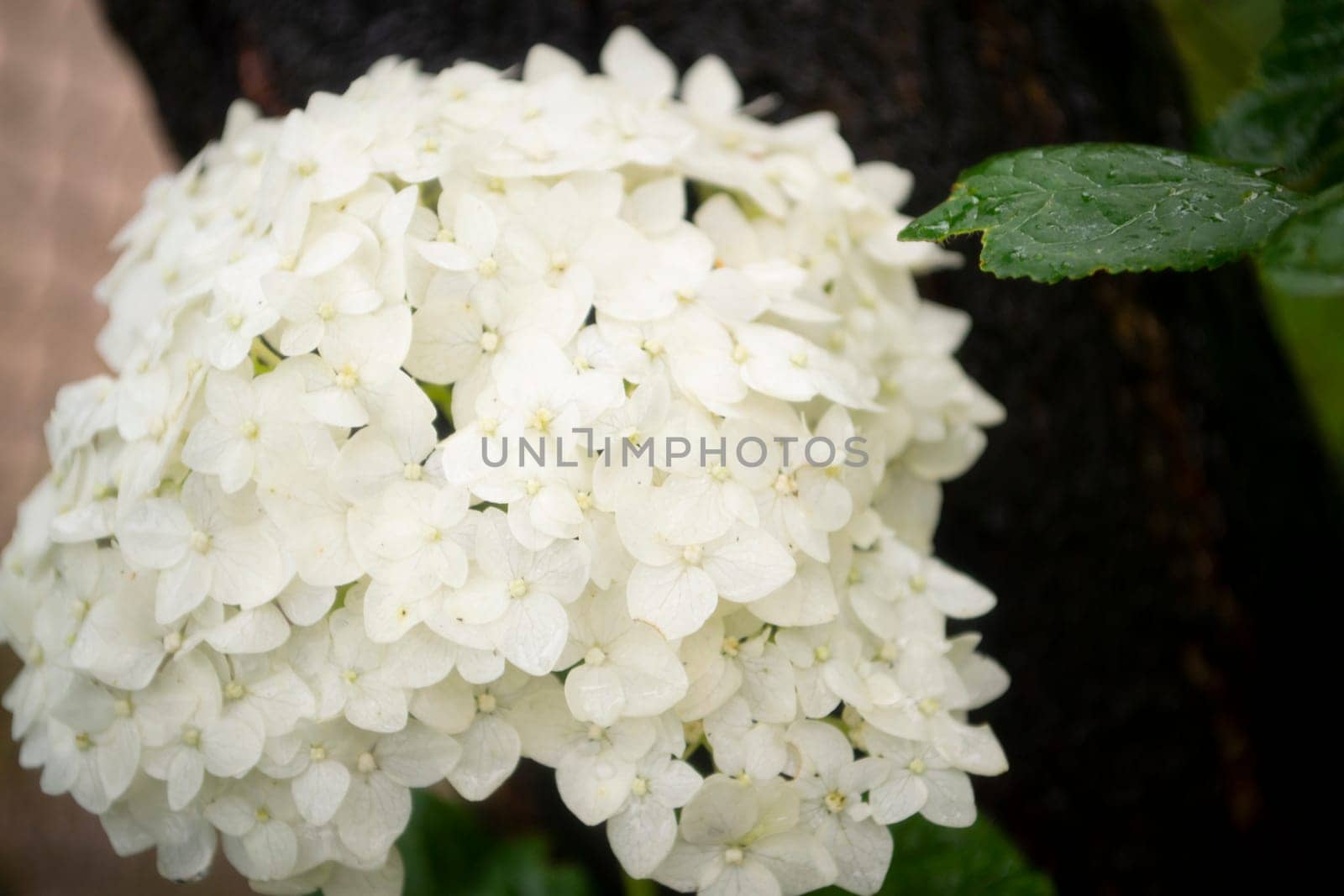 White hydrangea flower blossom in morning garden close up on green background