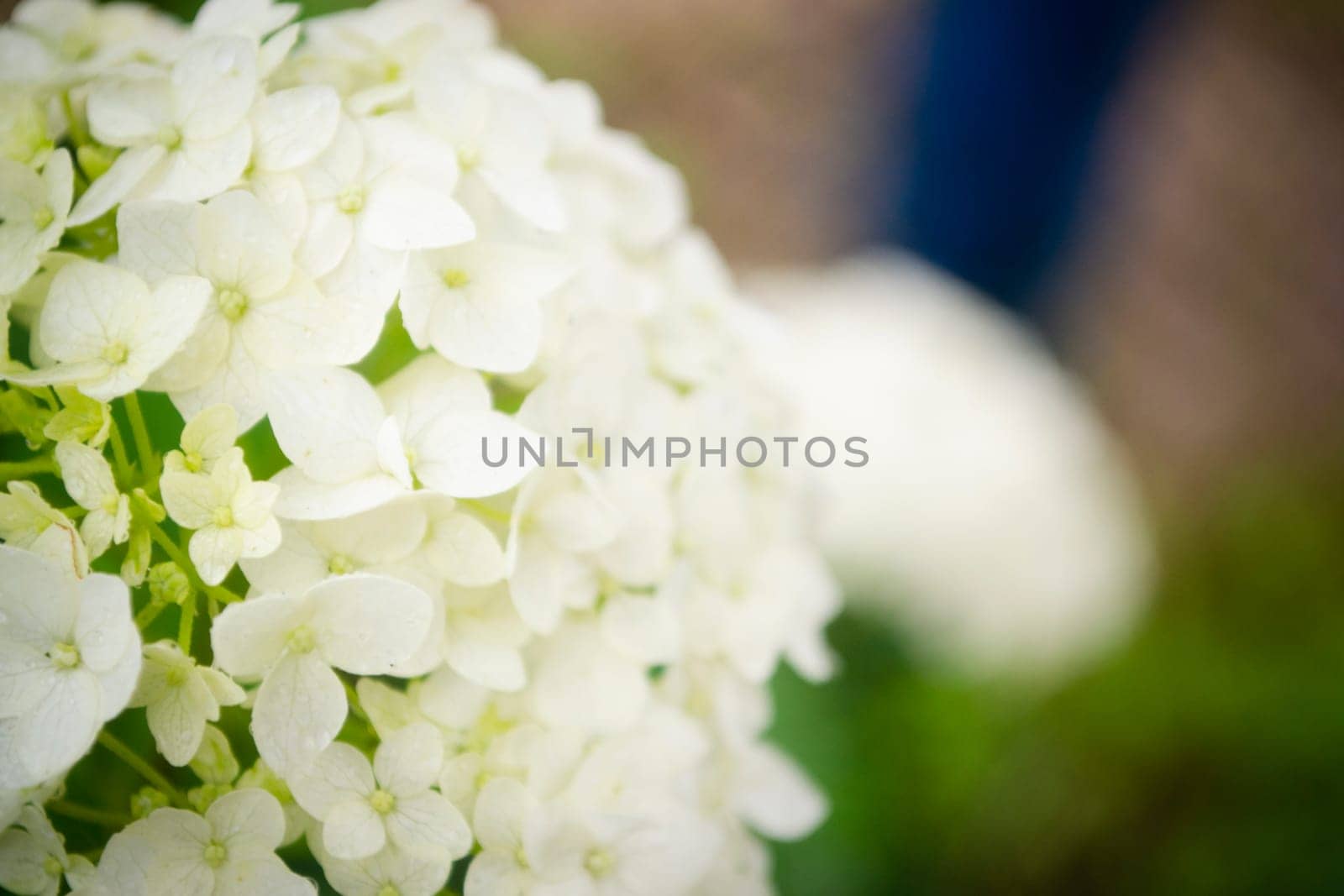 white hydrangea flowers close up in rustic garden, tender romantic floral background.