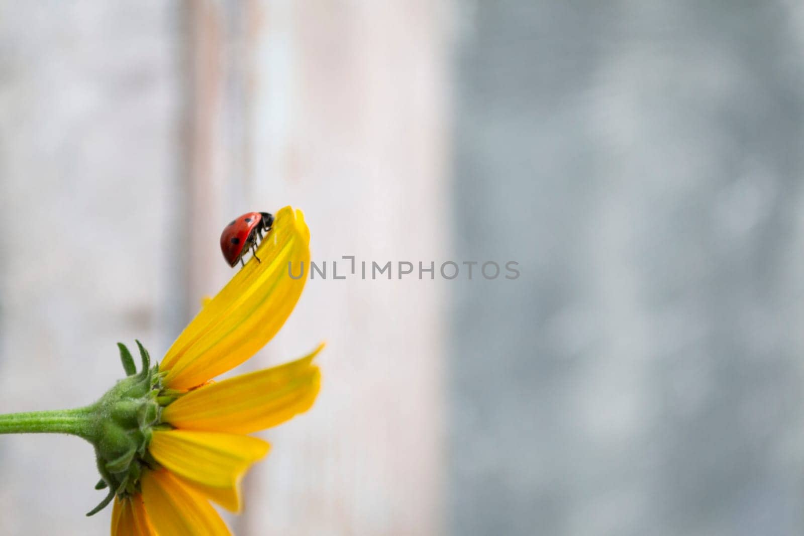 little ladybird sits on a yellow flower on a sunny summer day, joy concept, close up