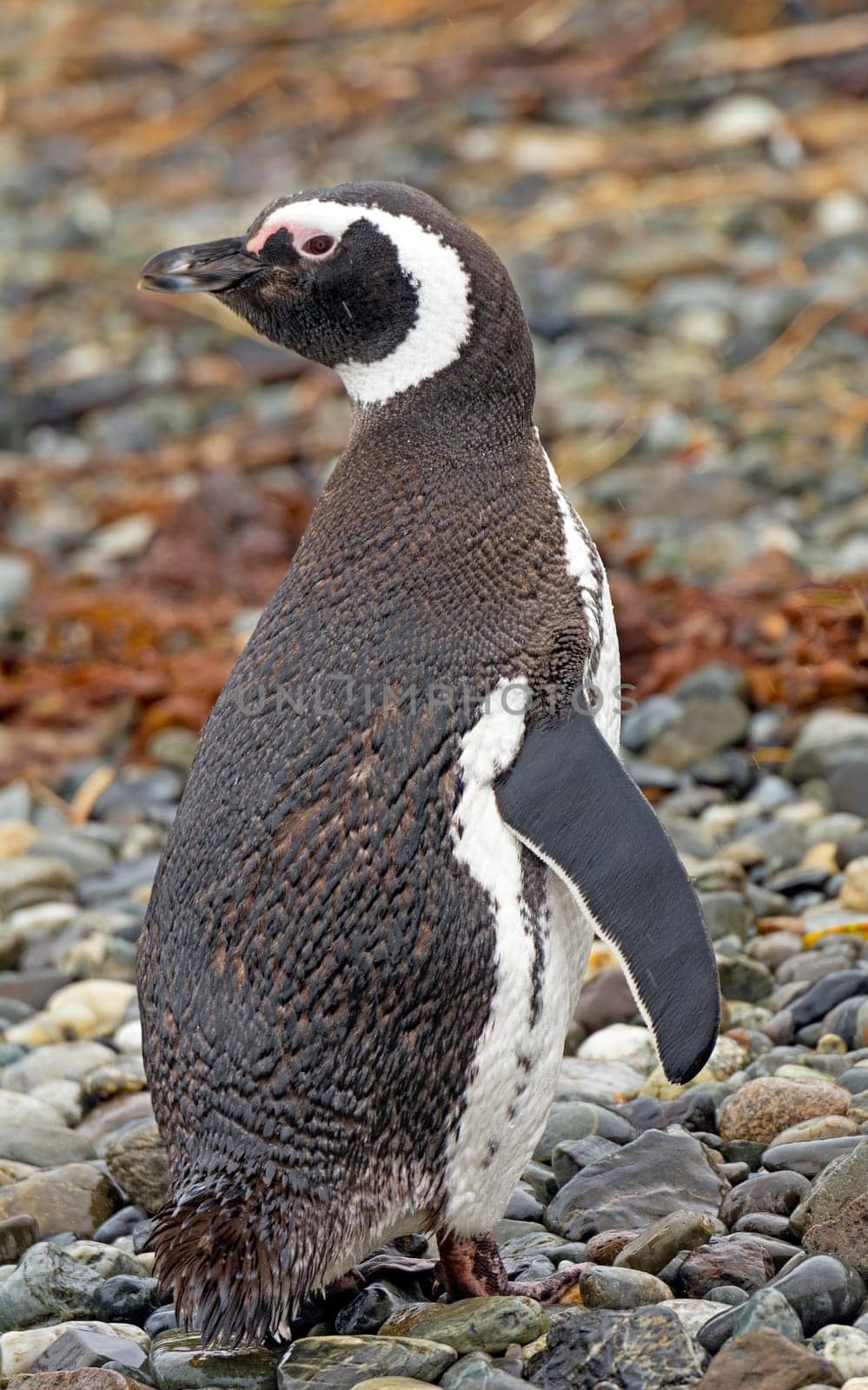 Magellanic Penguin Posing on a Rocky Shore in Tierrs Del Fuego in Chile