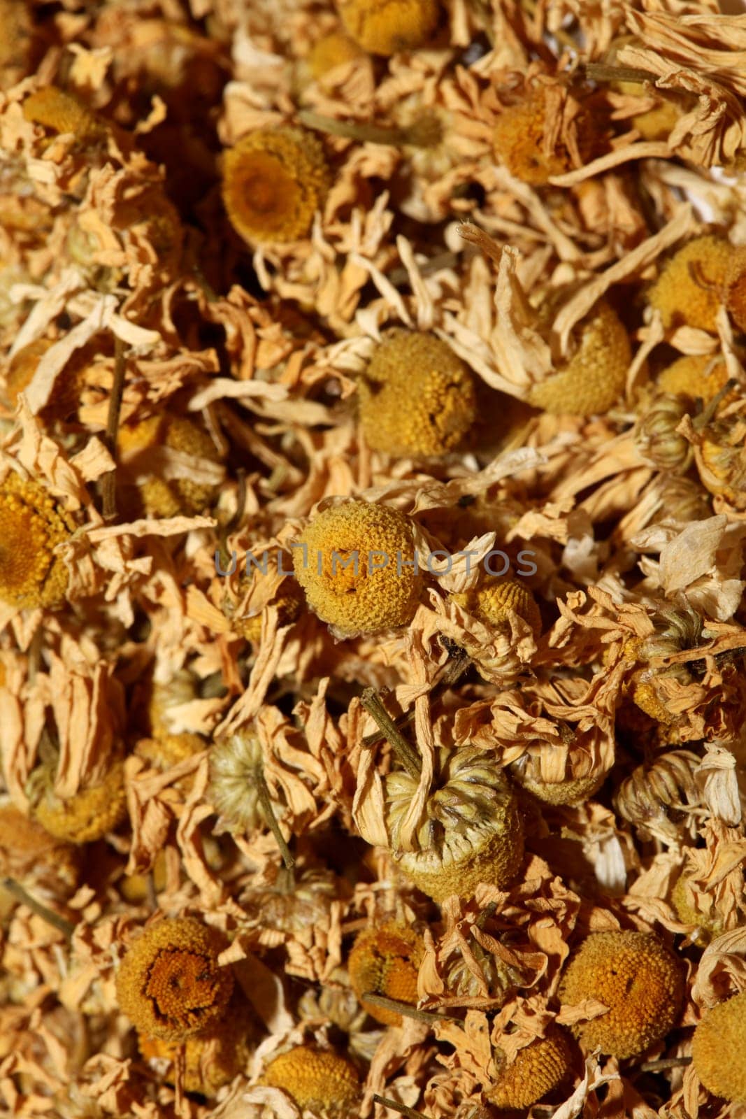 Chamomile dried ready for tee macro background Matricaria chamomilla family asteraceae modern high quality print
