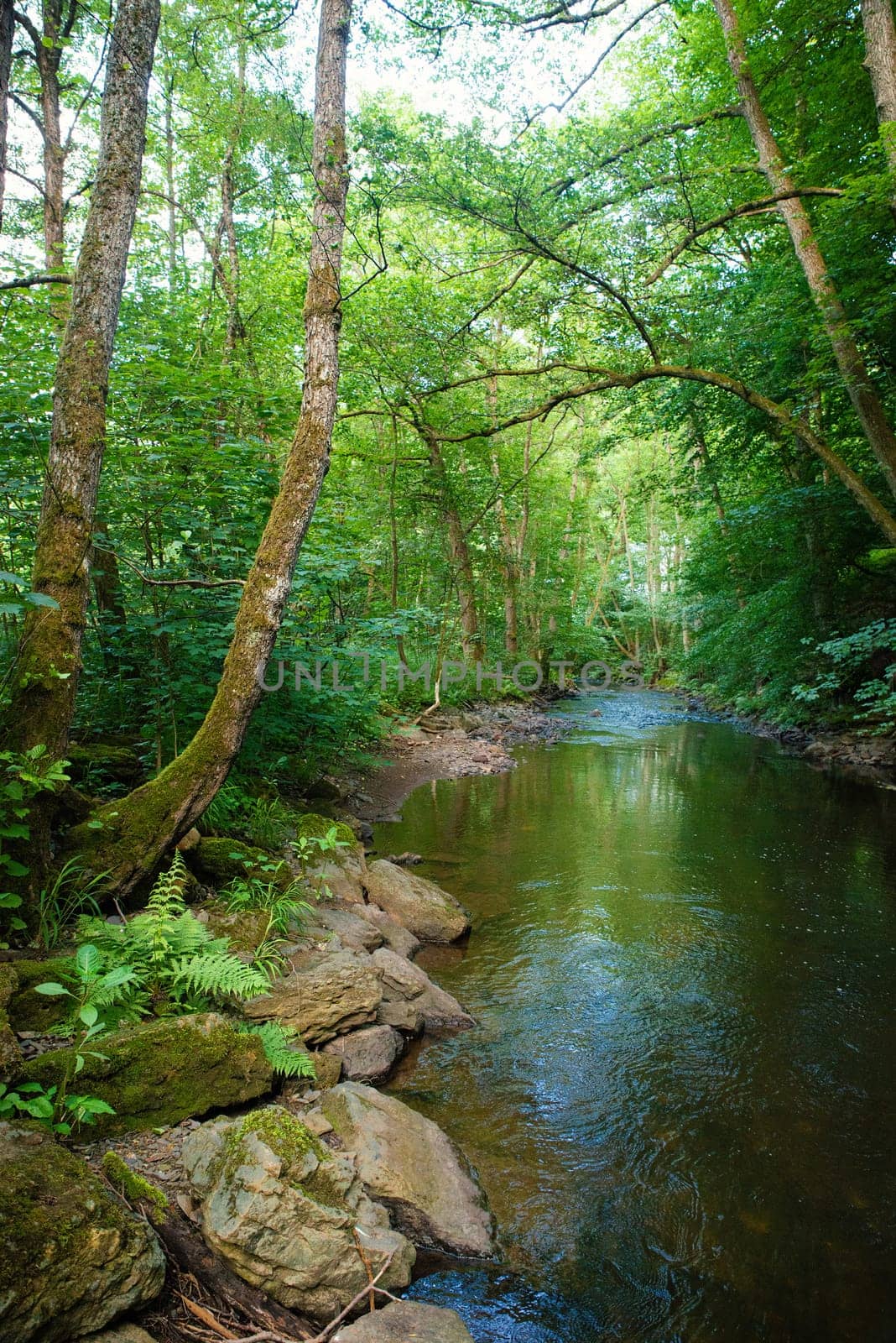 Stream in the forest in summer, landscape in Germany near Trier, river Ruwer in the Moselle Valley