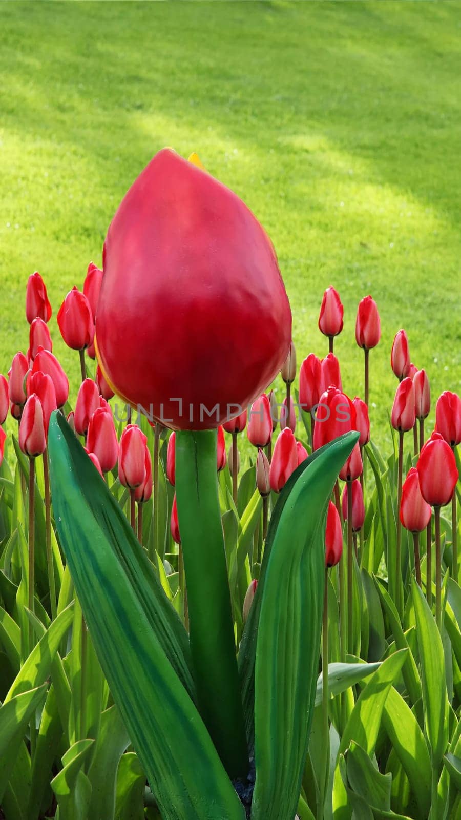Beautiful tulip field multicolored, tulips in spring in the Netherlands