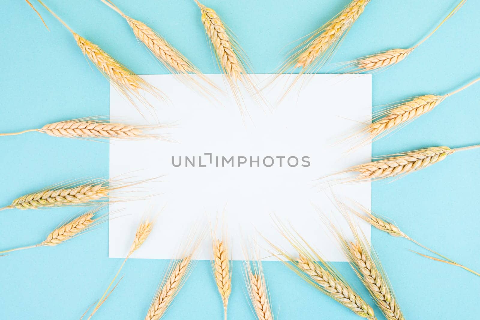 Wheat crop on a blue background, copy space for text, food harvest in the summer, golden straw