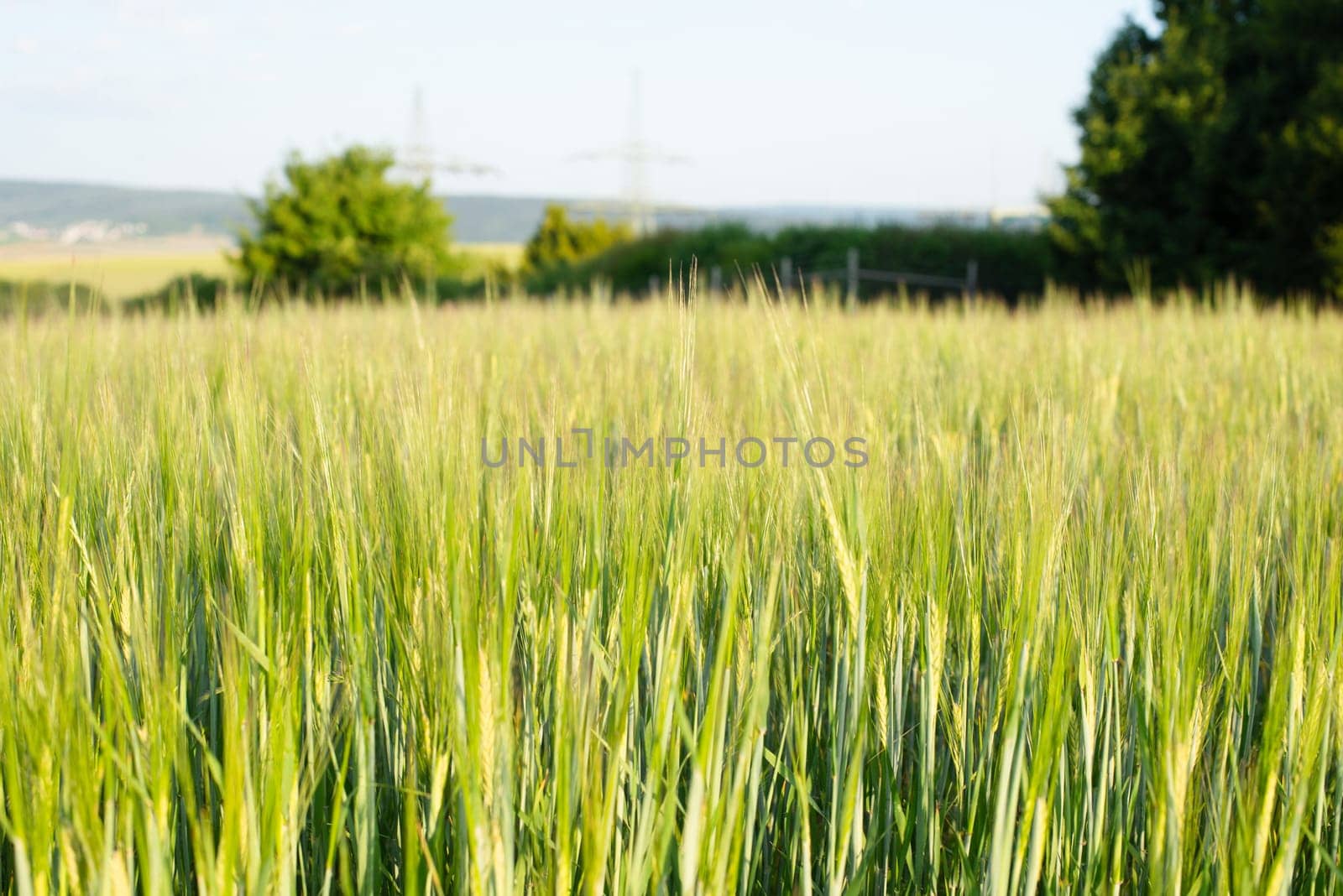 Field with cultivated wheat in Germany, harvest in the summer, agriculture for food, farmland on the countryside