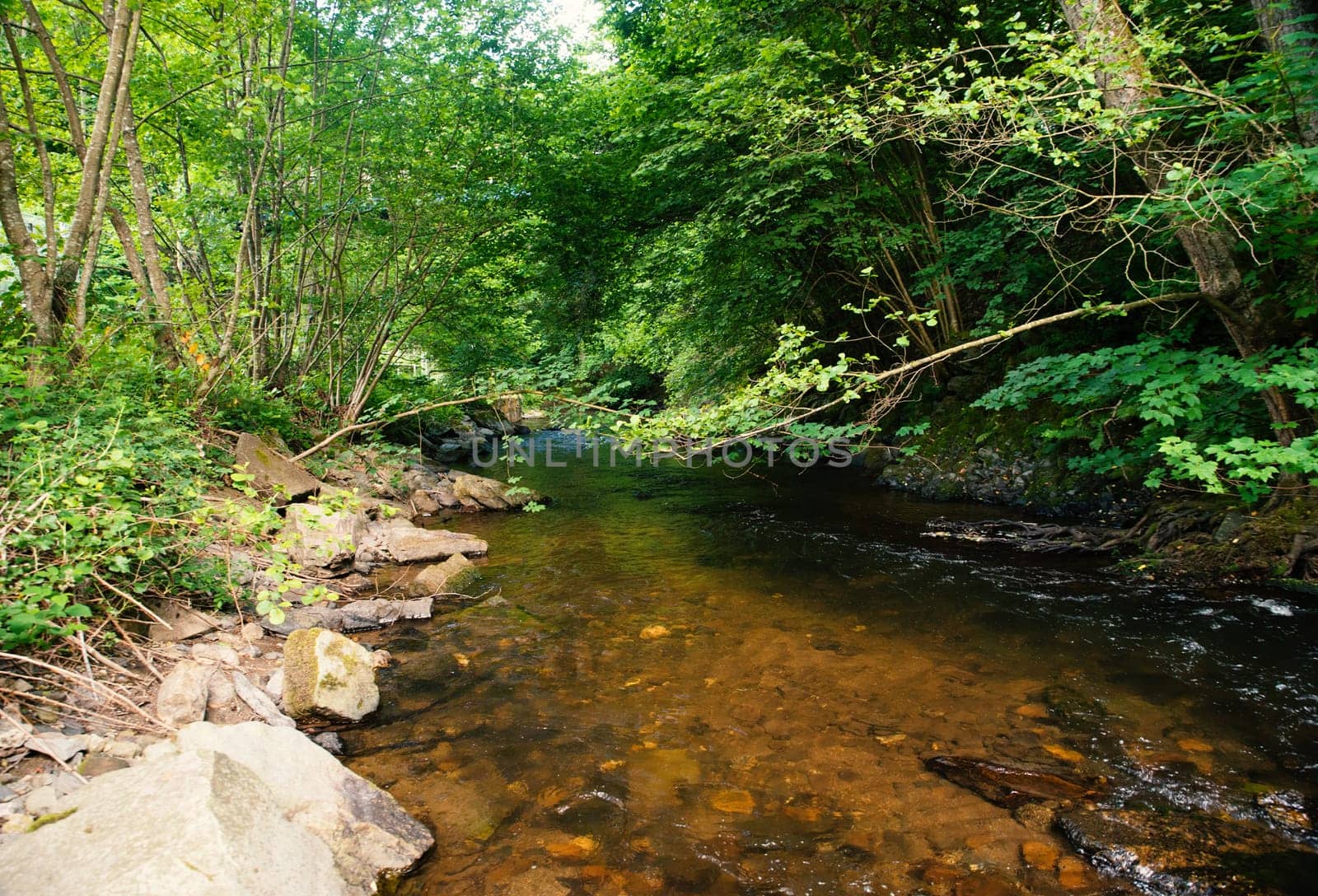 Stream in the forest in summer, landscape in Germany near Trier, river Ruwer in the Moselle Valley