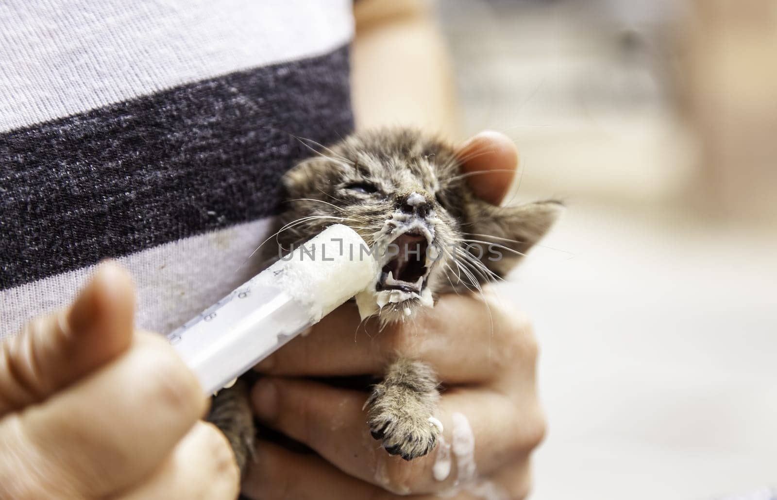 Detail of animal feeding, animal care and protection