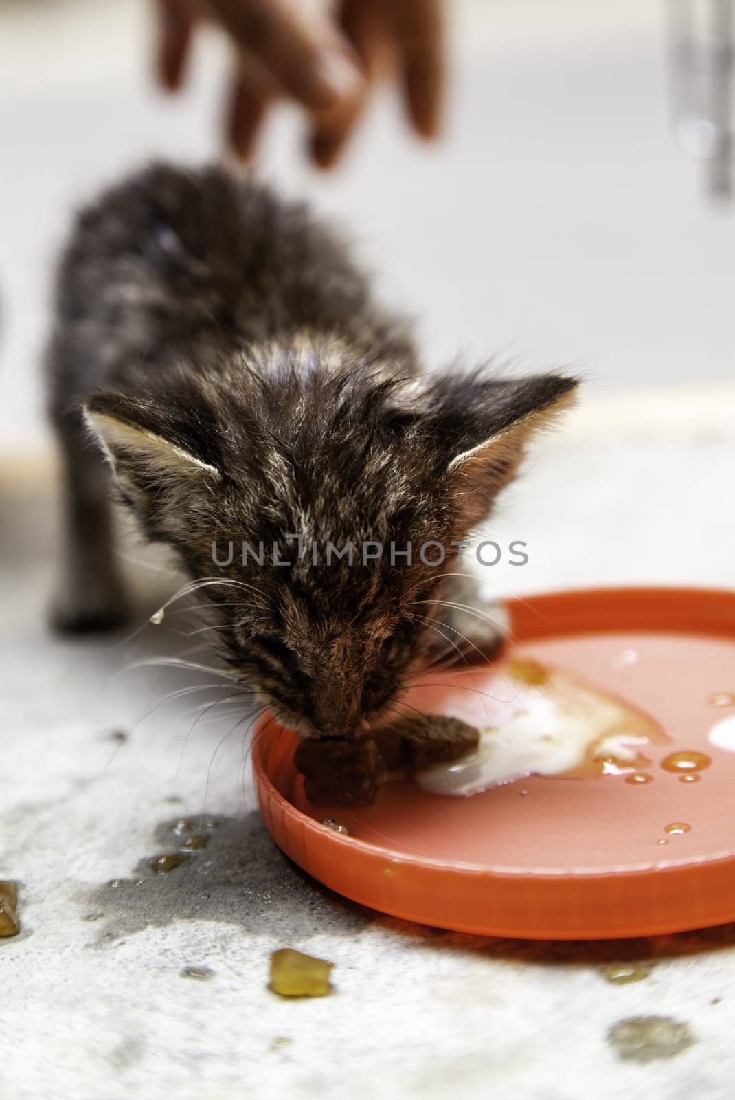 Detail of animal feeding, animal care and protection