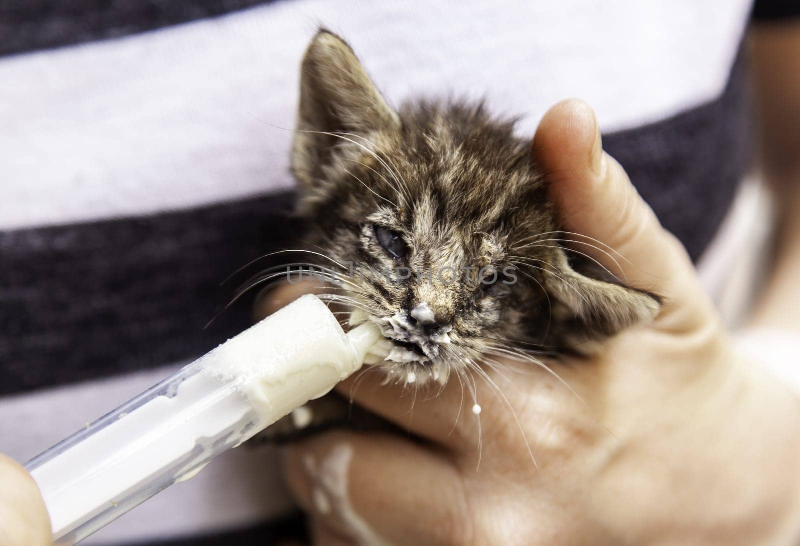 Detail of animal feeding, animal care and protection