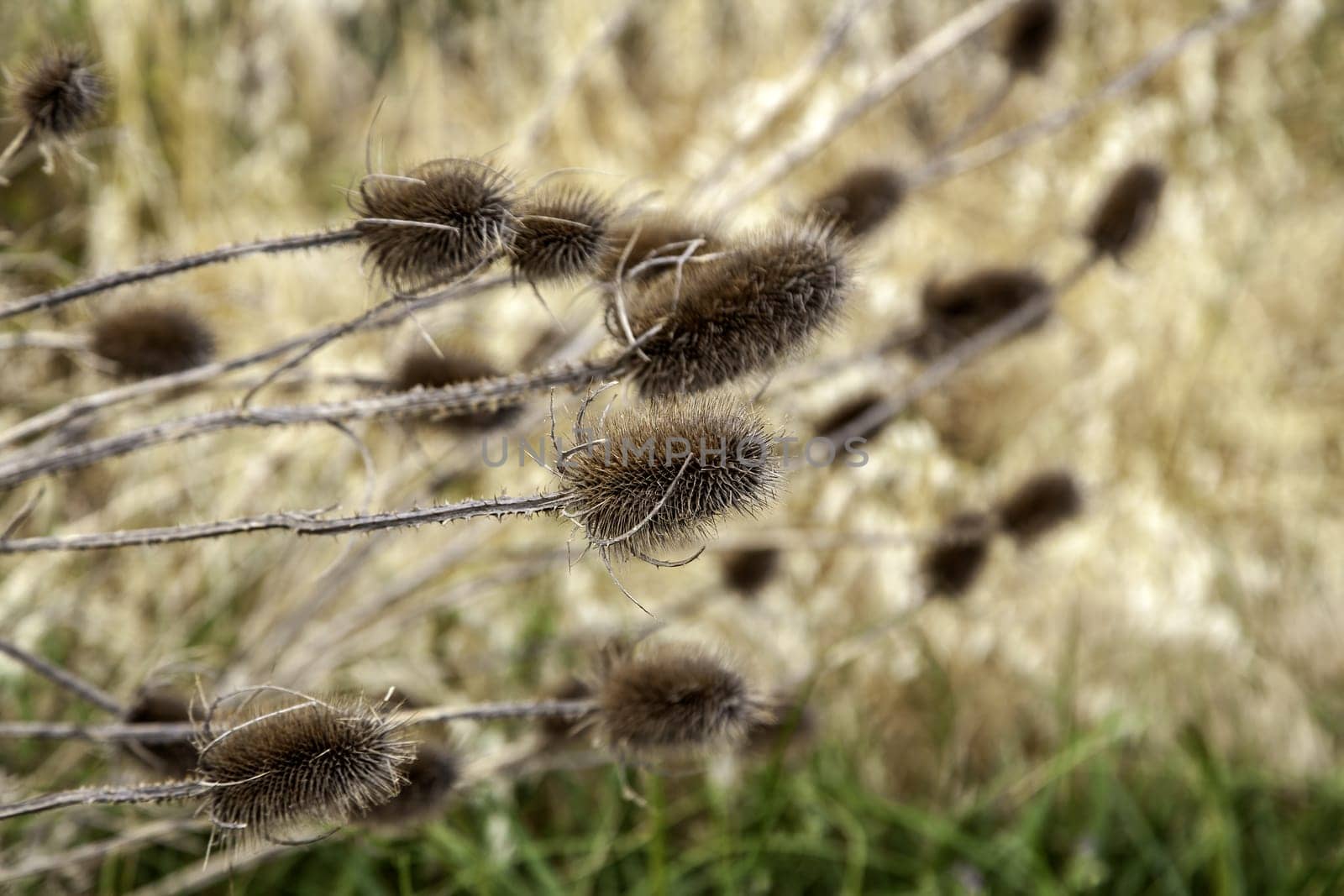 Detail of wild vegetation in nature