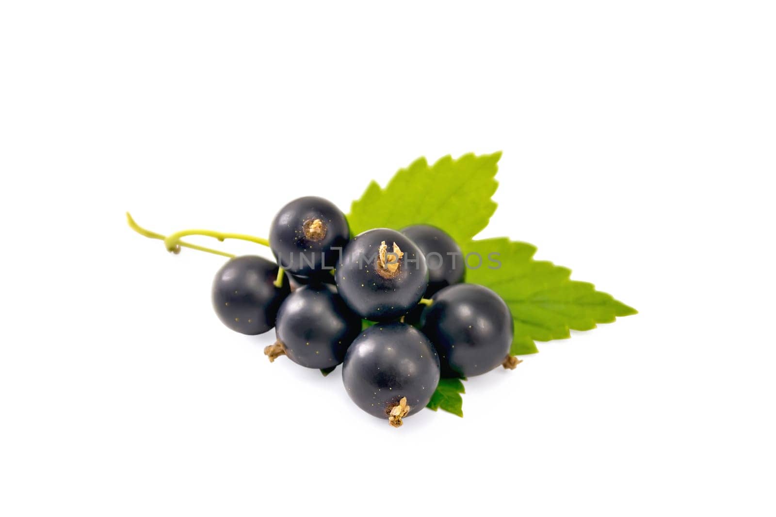 Bunch of black currant berries with green leaf isolated on white background