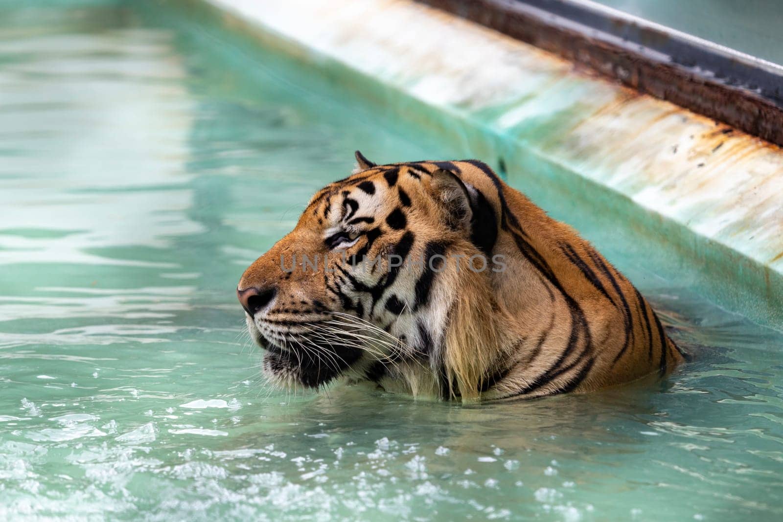 Picture of a tiger's head facing to the left while soaking in water, wandering around thinking about it. because sleepy and bored On a hot day in Thailand