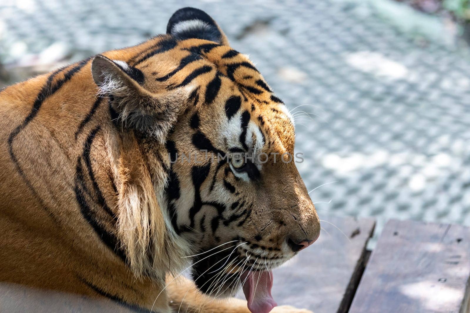 A photo of a tiger's head facing to the right while sticking its tongue out to cool off on a hot day in Thailand.