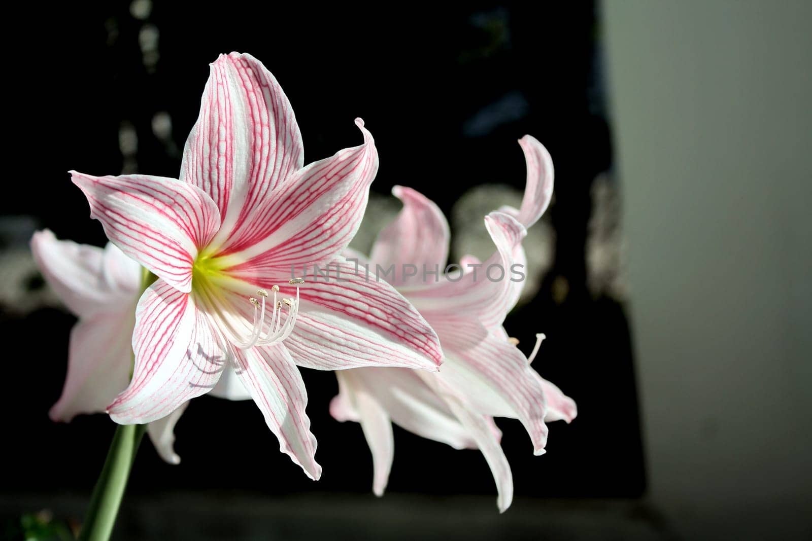 Hippeastrum johnsonii has a trunk as a head underground. There is a pink color at the end of the flower. The flower is separated into 6 petals. Selective focus.