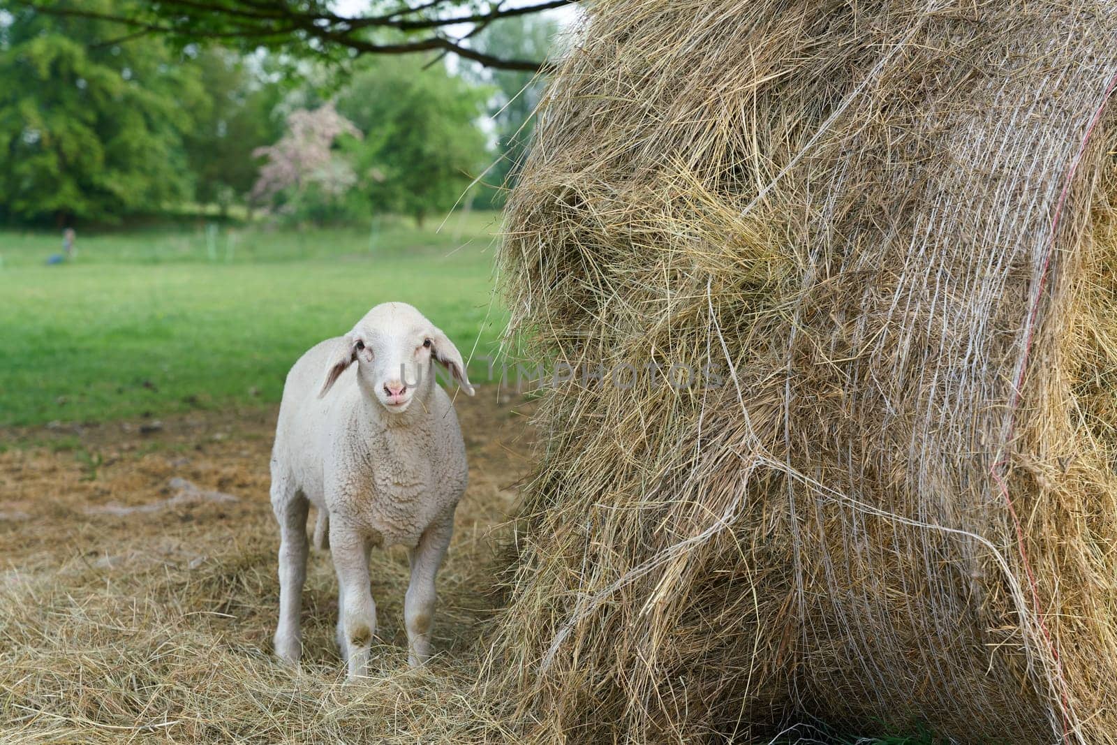 Young curious lamb next to a roll of hay in a sheep pasture