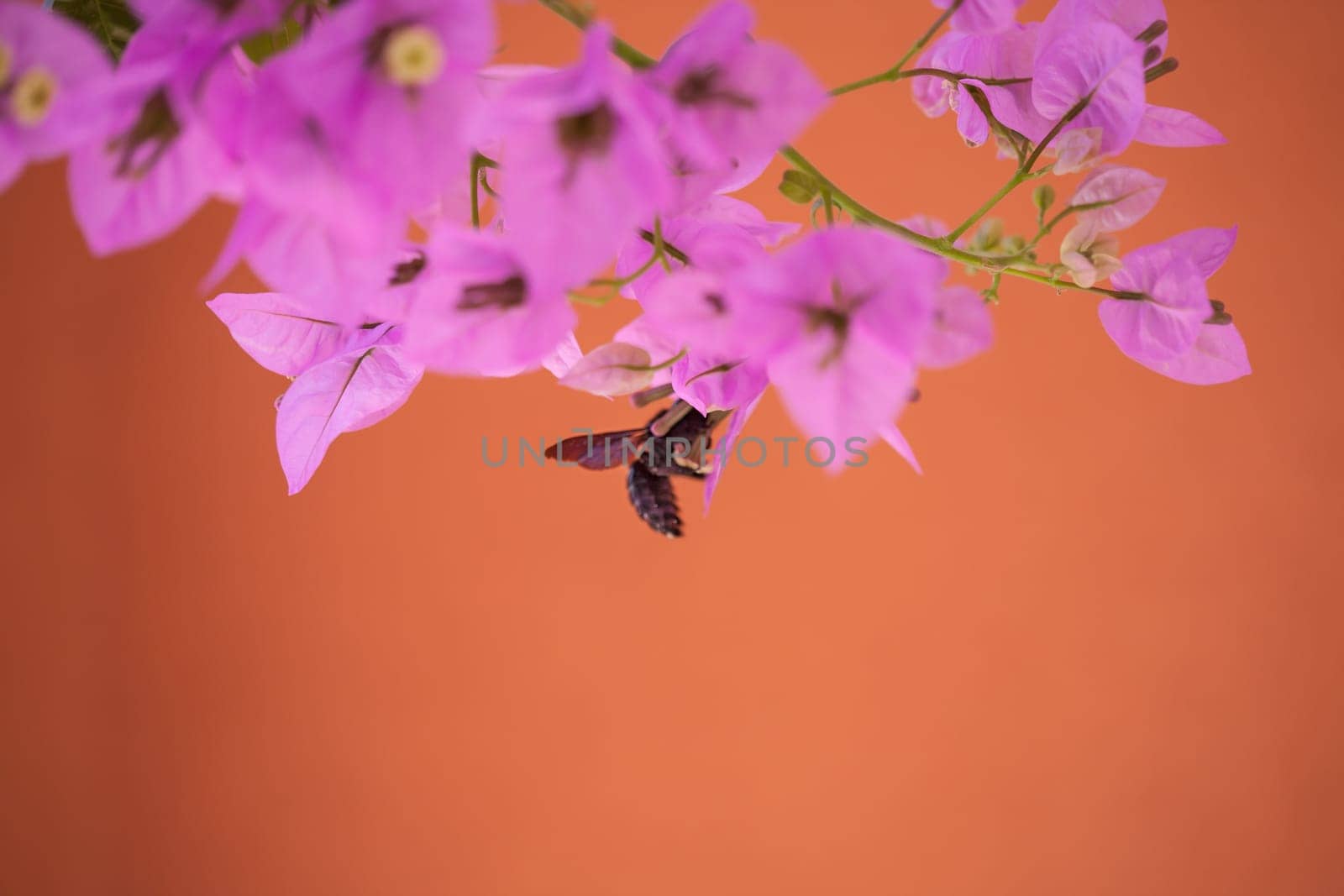 A bee collecting nectar from purple flower, macro.