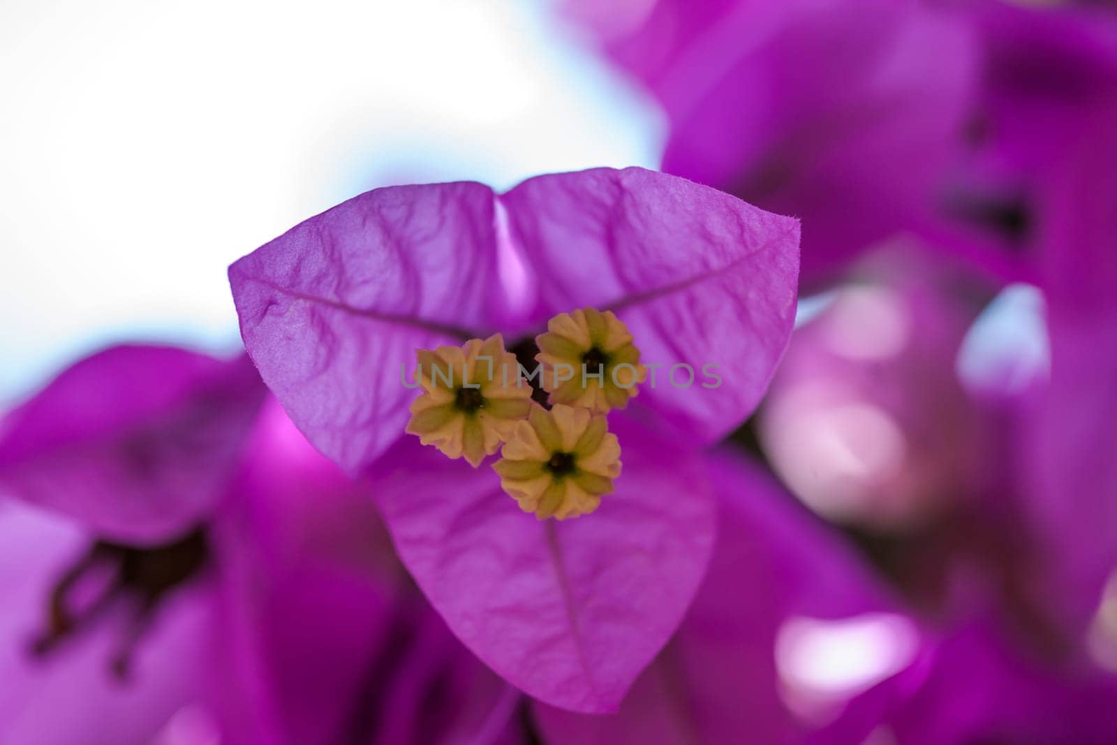 Small pink flowers background.