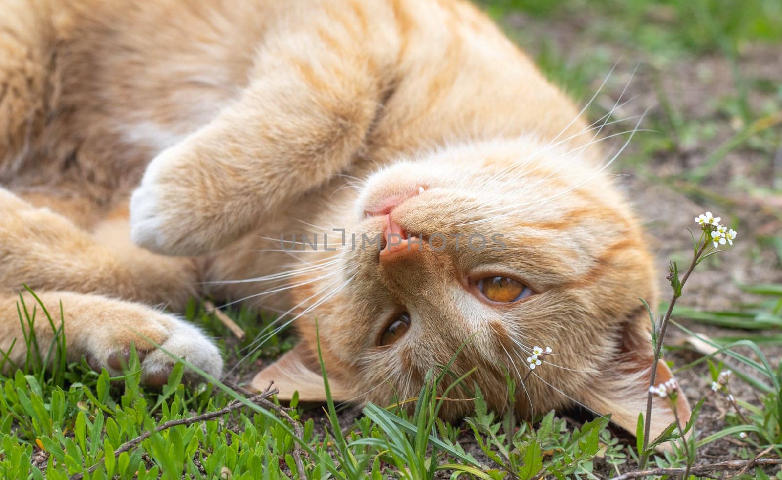 Close-up of a red domestic cat resting peacefully on the ground on a warm summer day. Funny orange tabby cat is basking in the sun. A cute pet lies on its back under the spring sun on the green grass