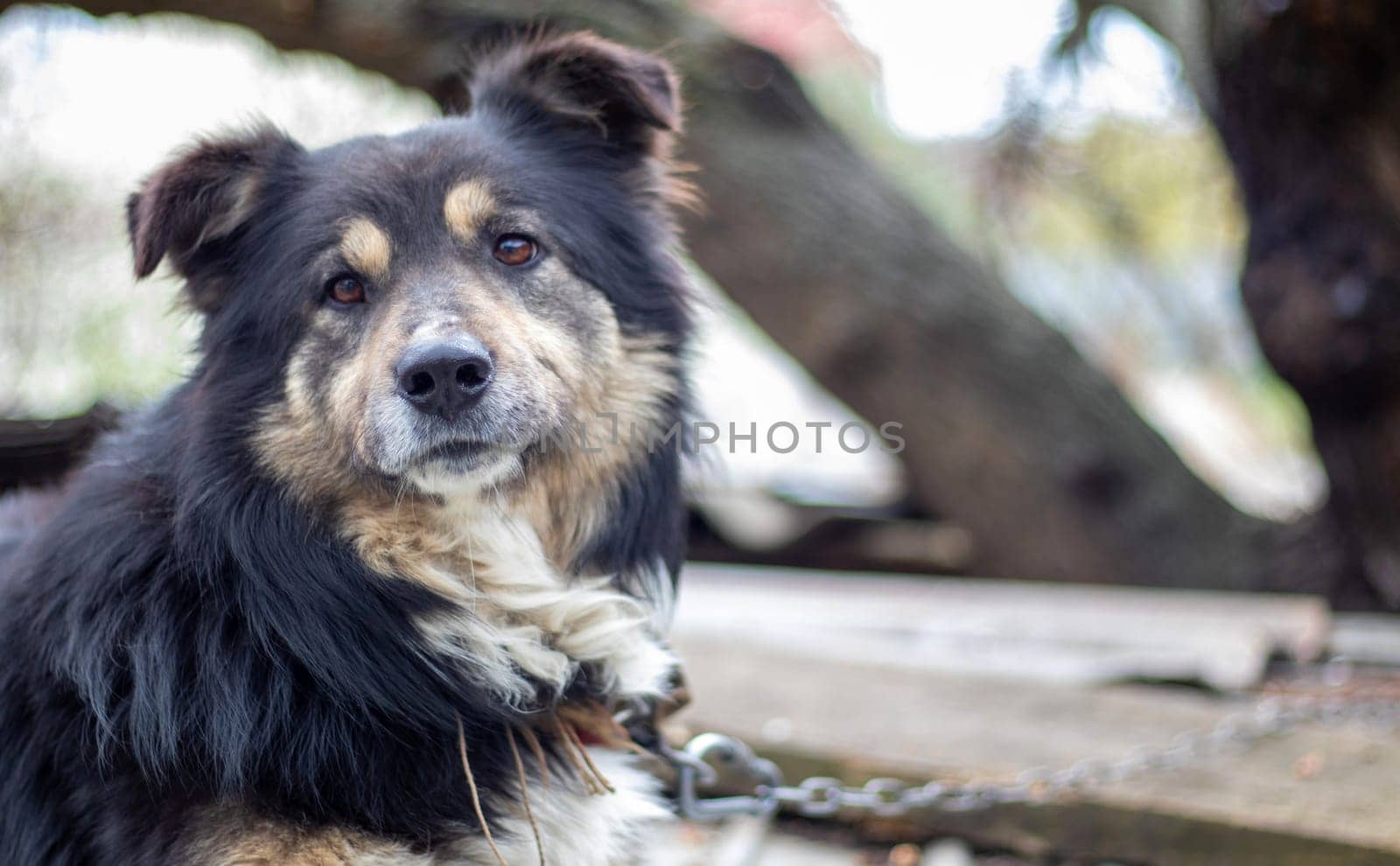 Black large shaggy mestizo dog lies in the yard in summer. Portrait of a purebred dog outdoors in nature