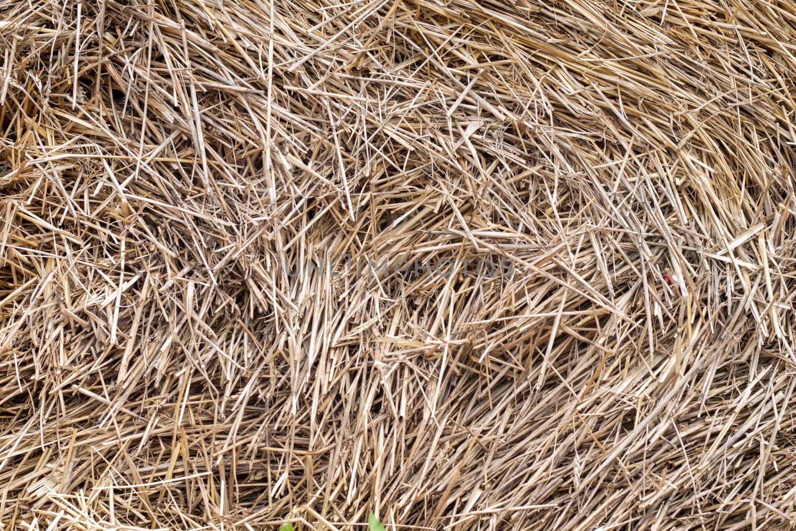 Straw, dry straw texture background, vintage style for design. Homogeneous yellow straw in a stack. Bundle of dried yellow hay. Dry stalks of cereals and legumes remaining after threshing