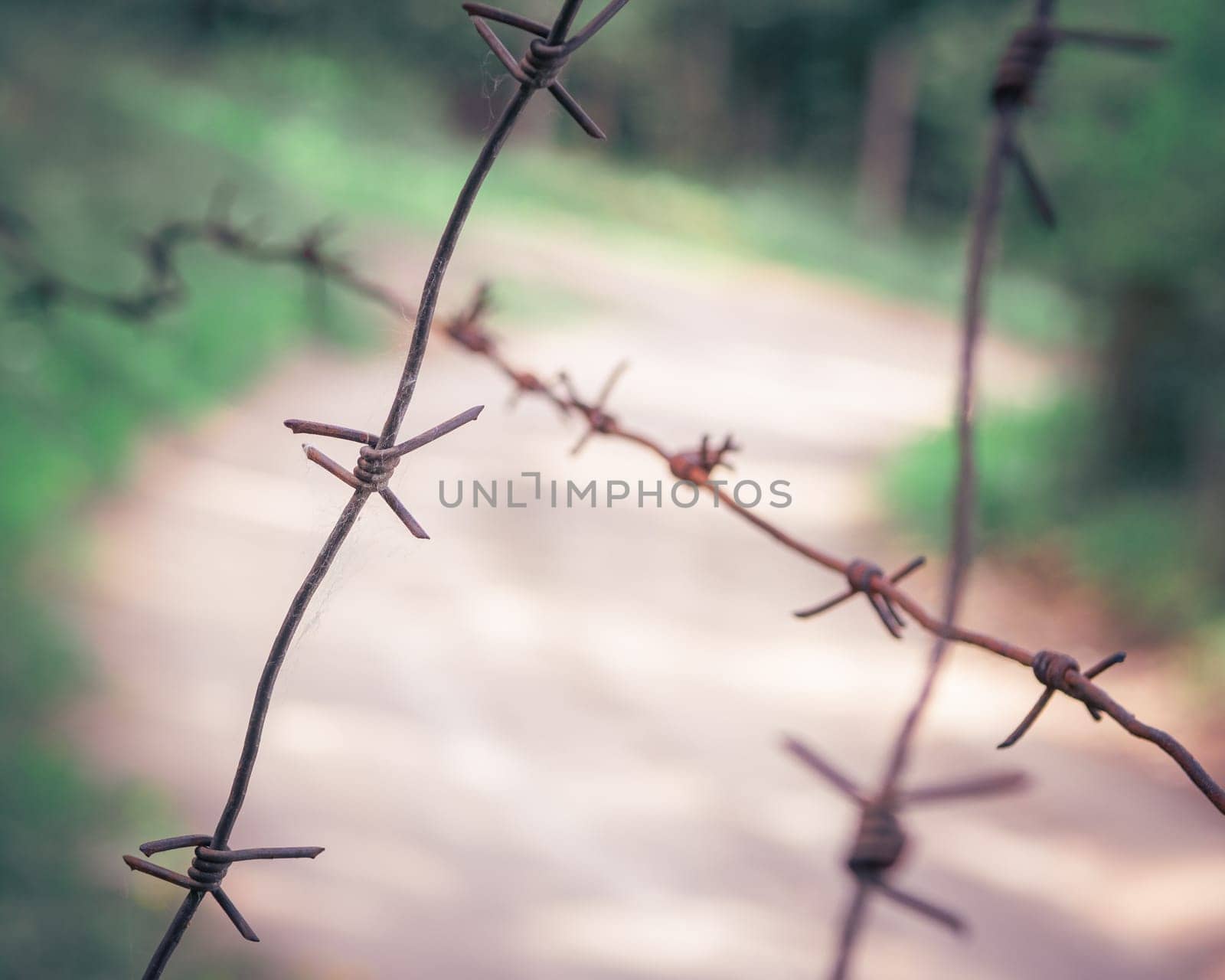 barbed wire steel close up with green background