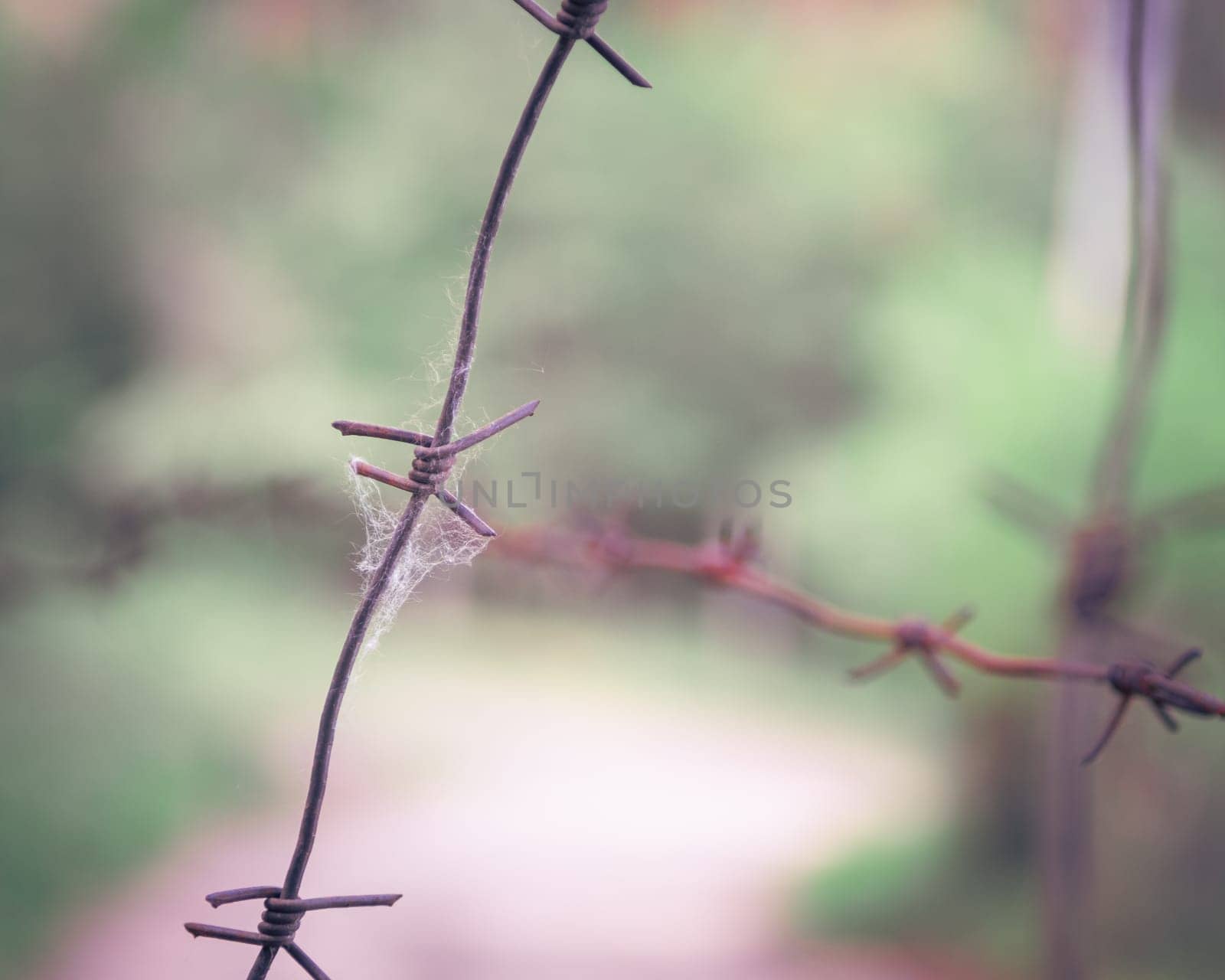 barbed wire steel close up with green background