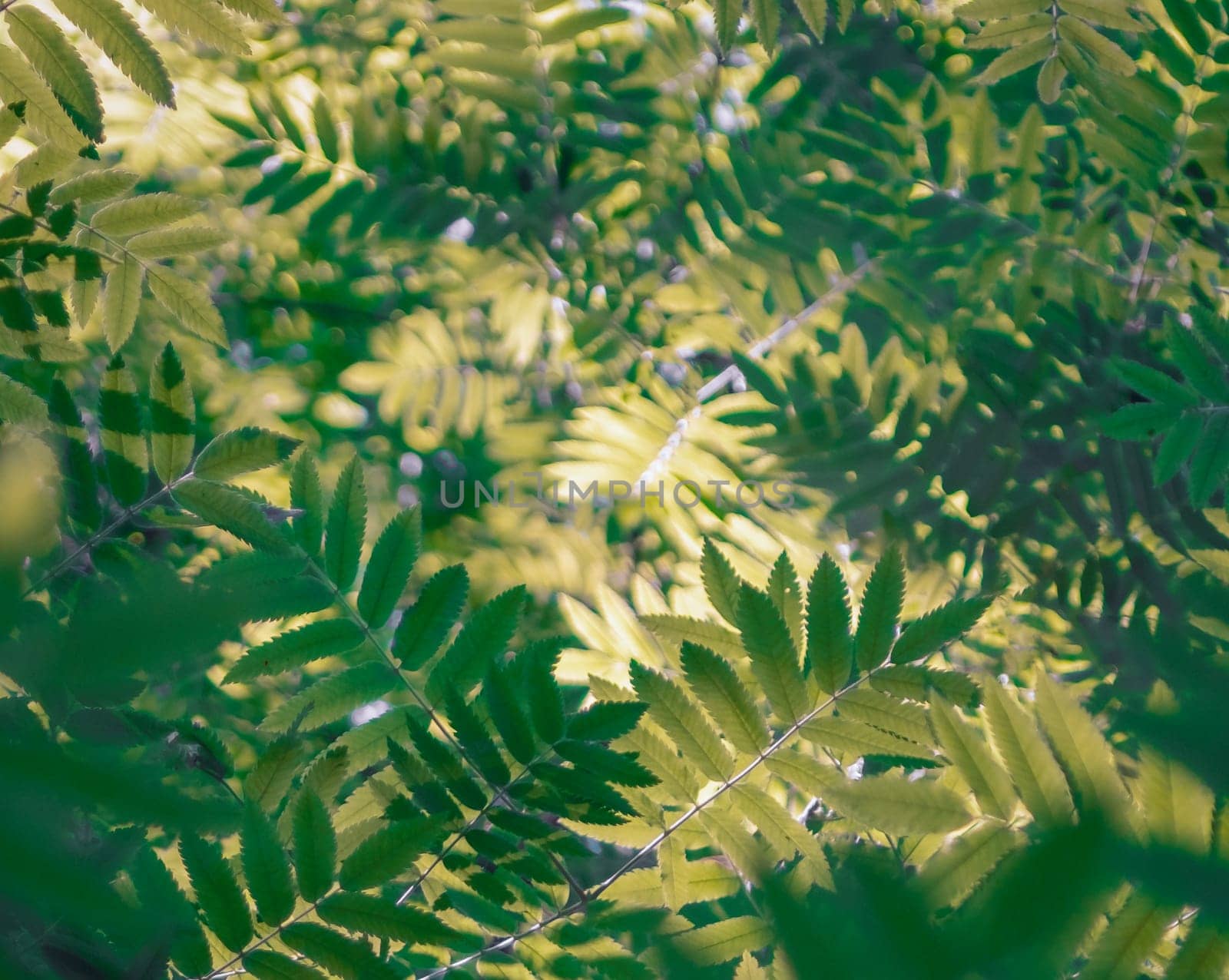 sorbaria sorbifolia natural abstrat background